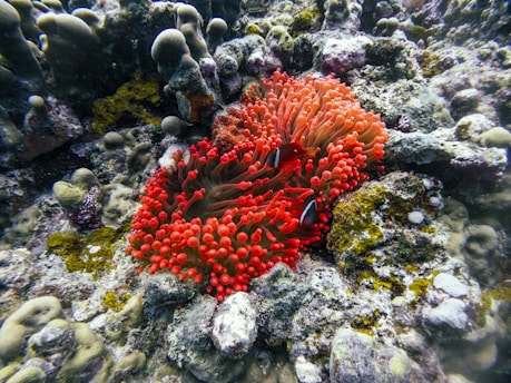 A red sea anemone on a coral reef
