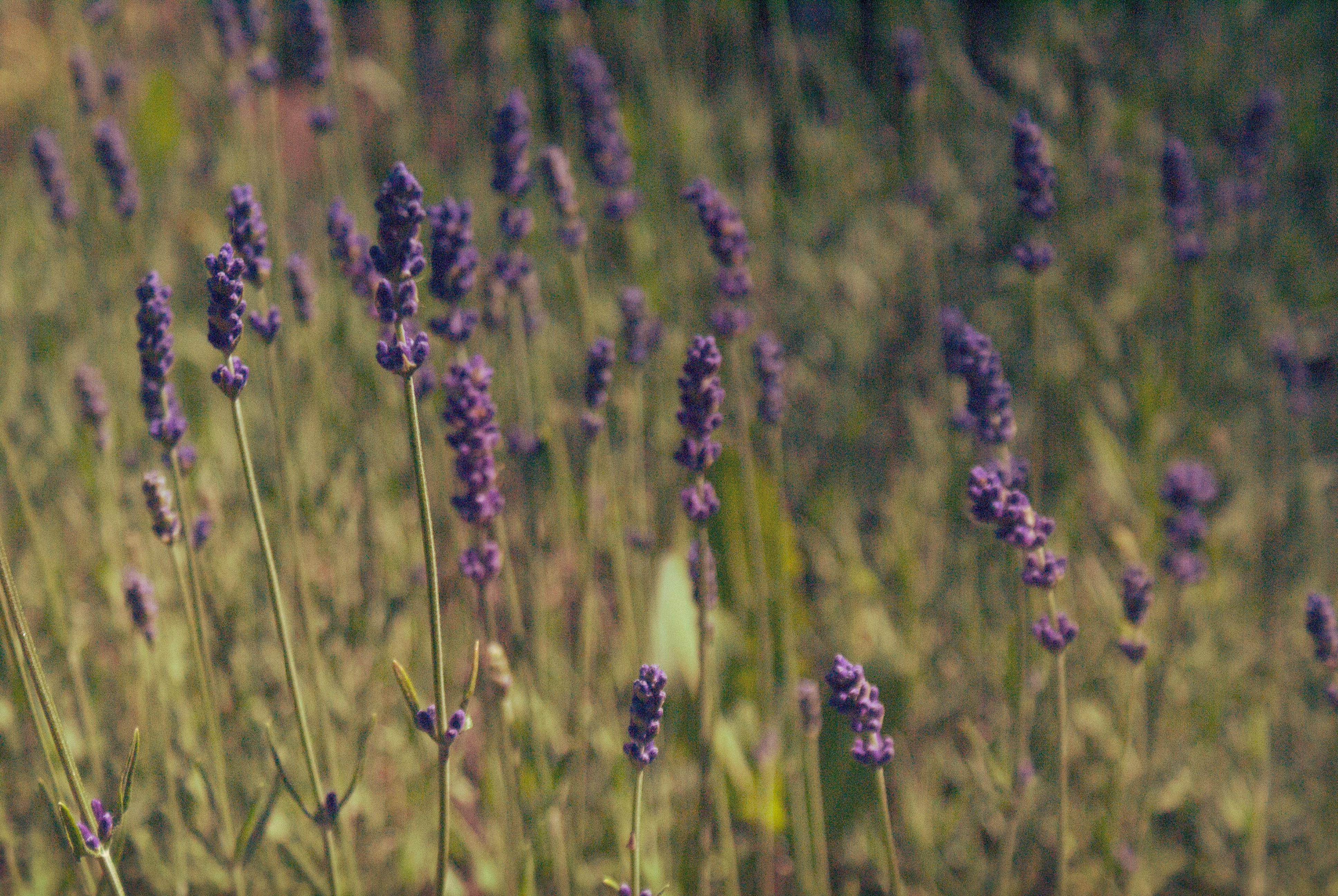 Soft purple lavender stalks bundled together in natural afternoon light, bright airy setting