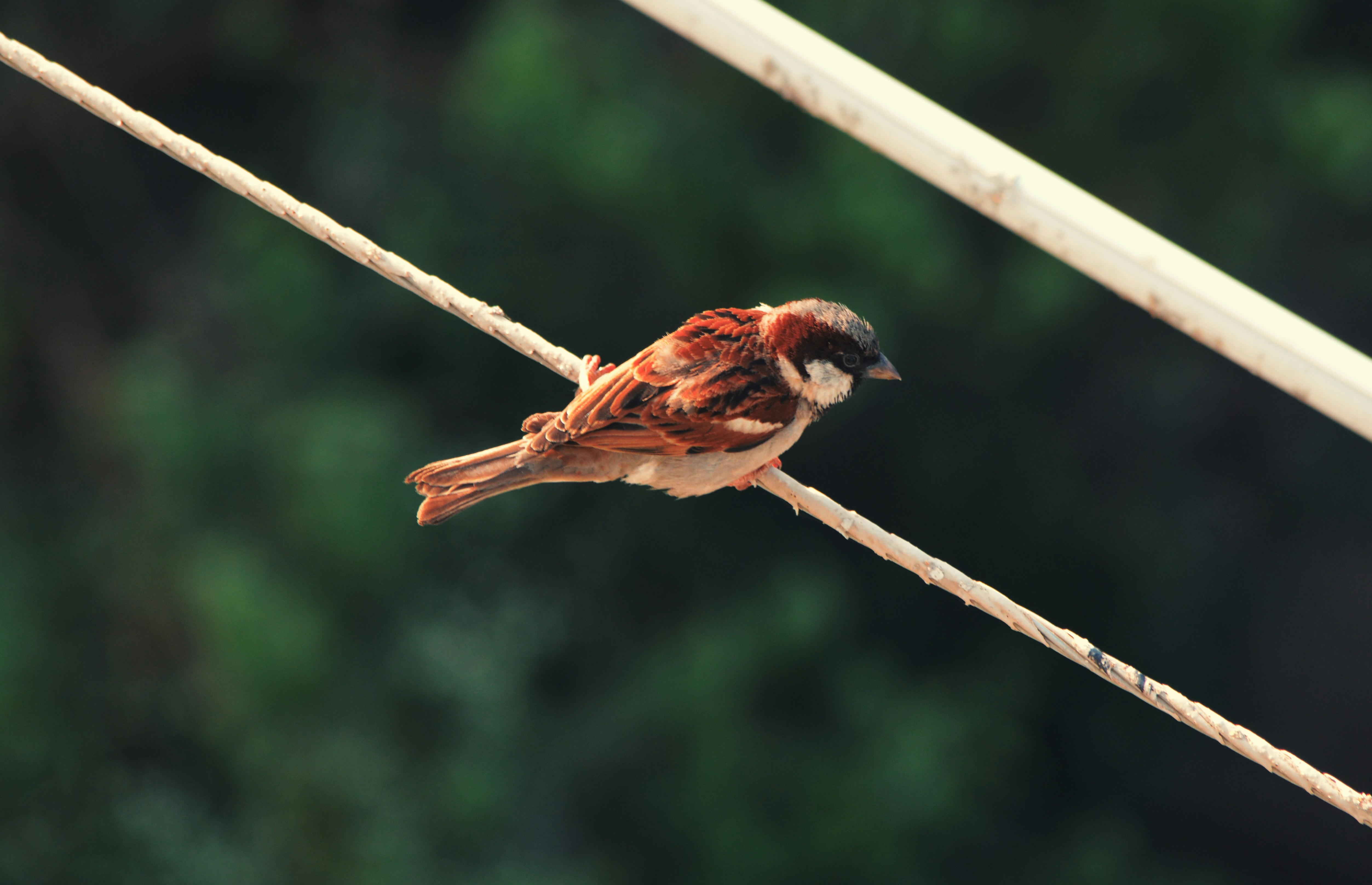 Photo by shreyansh_mishra