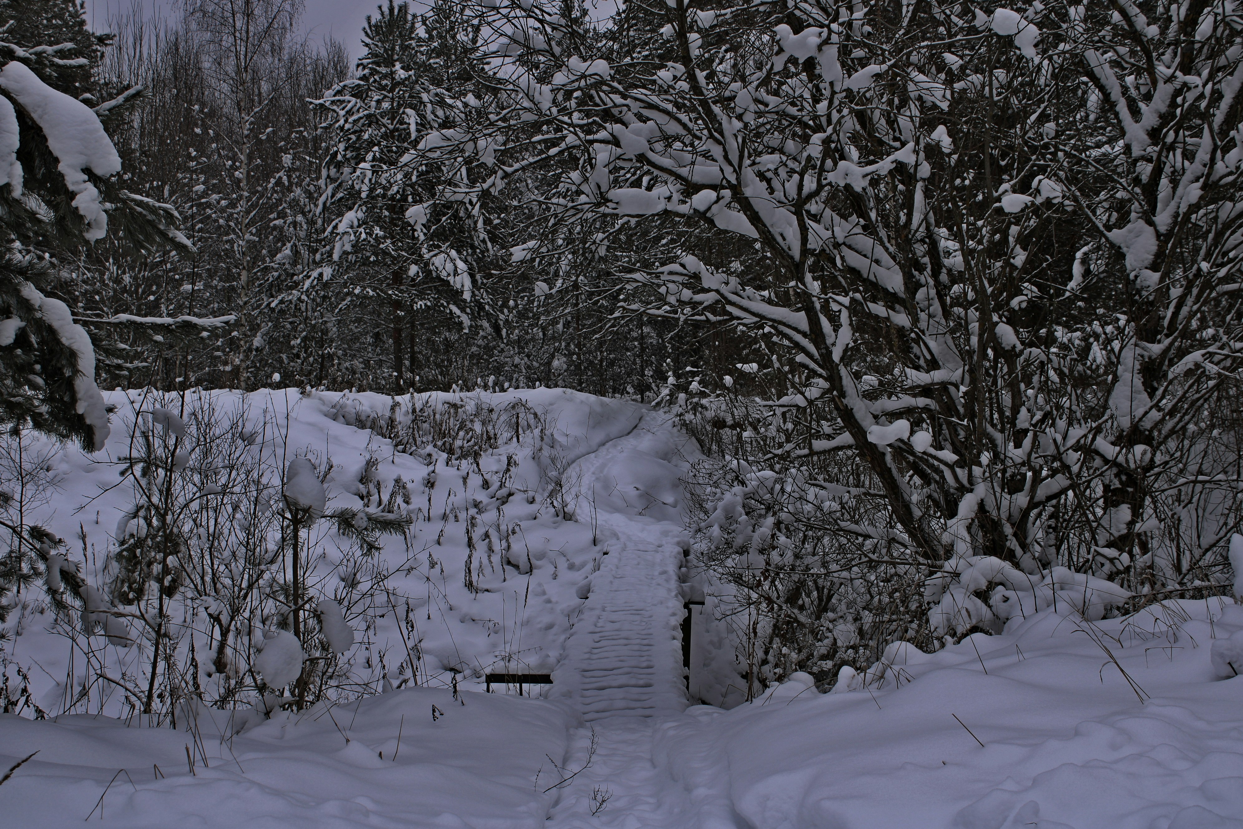 Une cour enneigée avec des arbres et des buissons