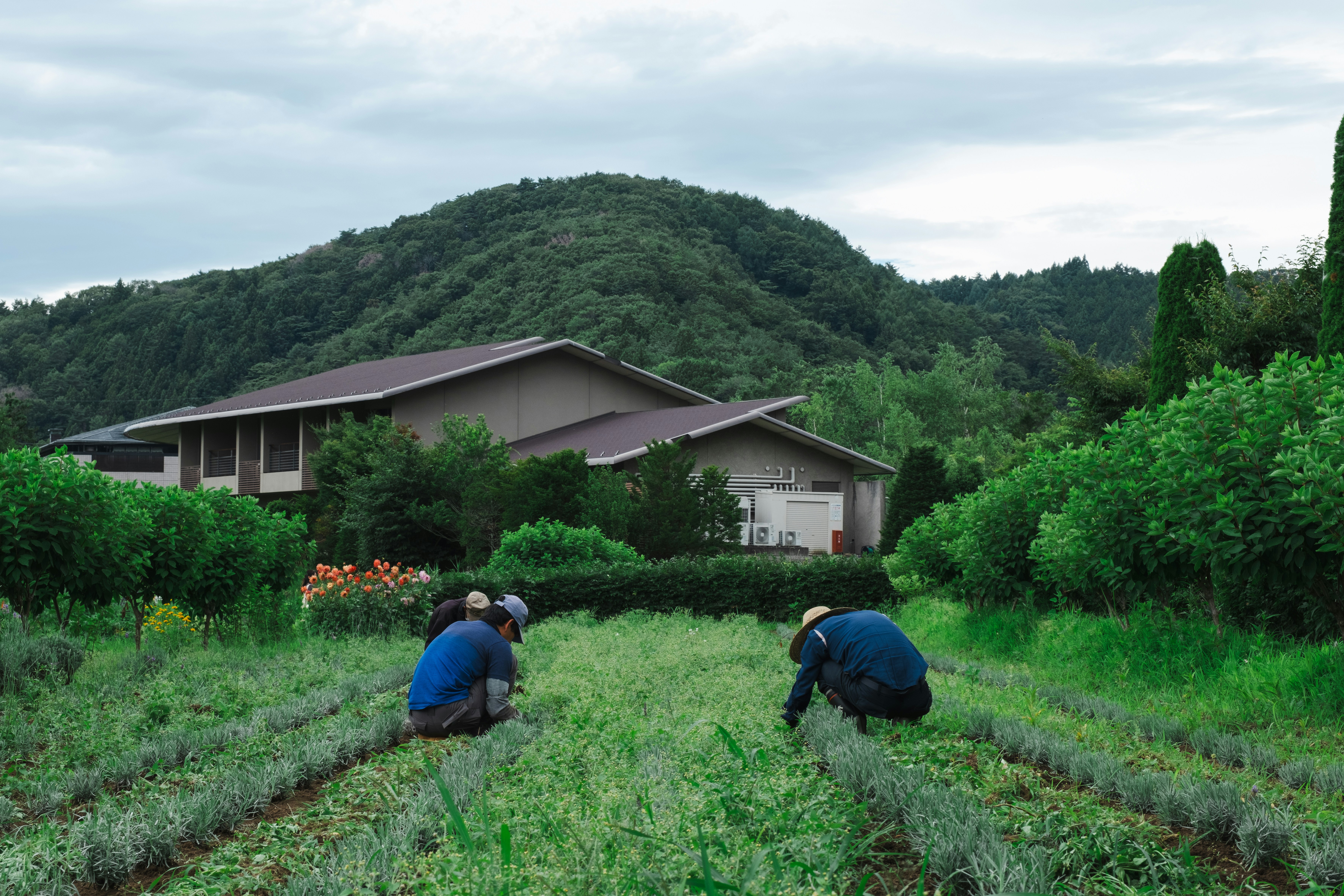 Country Farmer