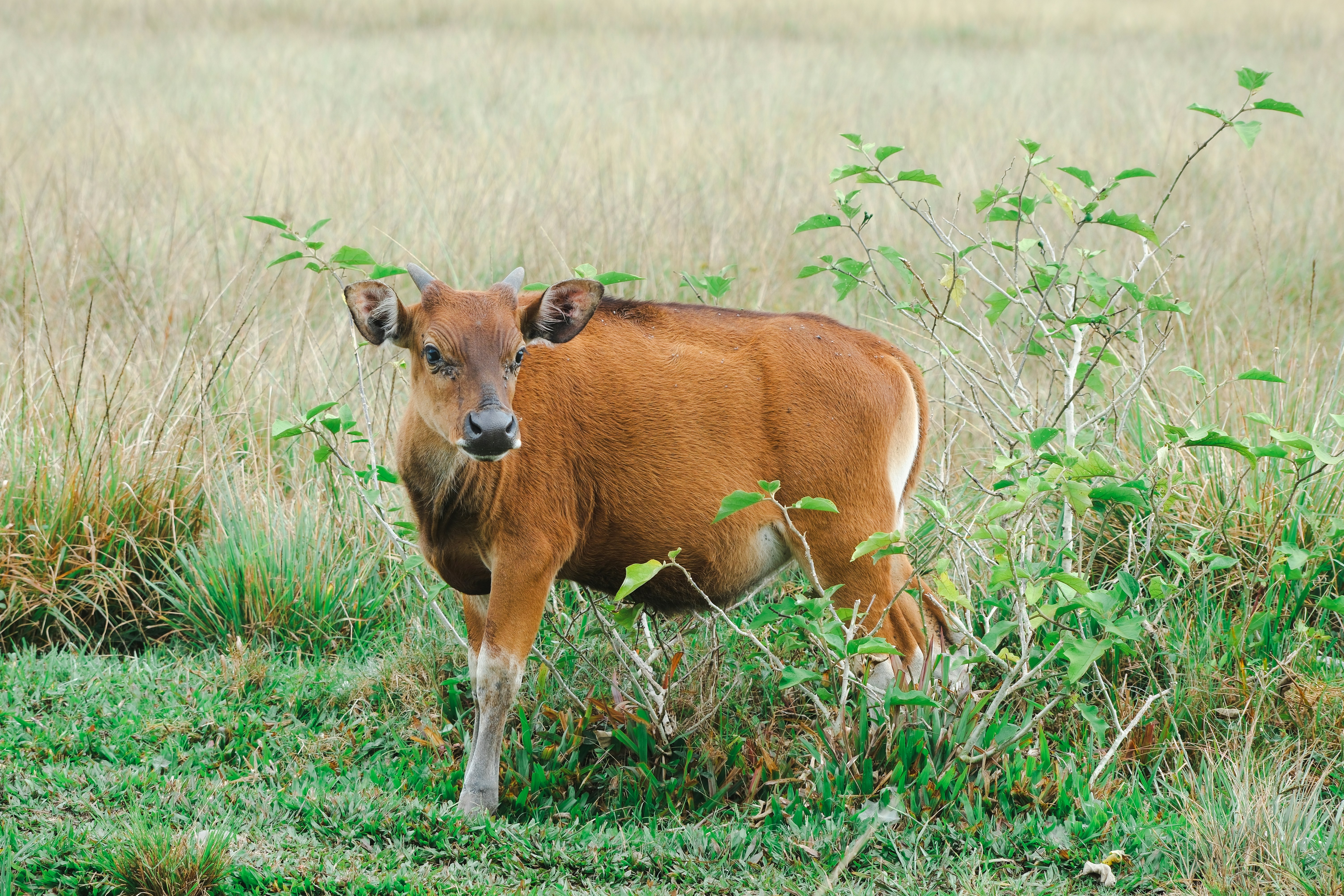 Poster for Jejak Langkah di Papua