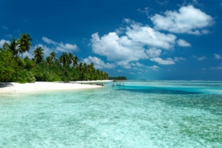 A tropical beach with palm trees and clear water