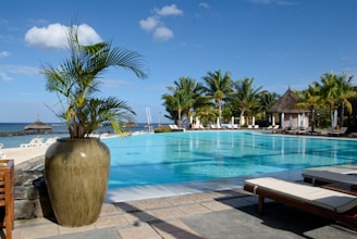 A large swimming pool with lounge chairs and palm trees