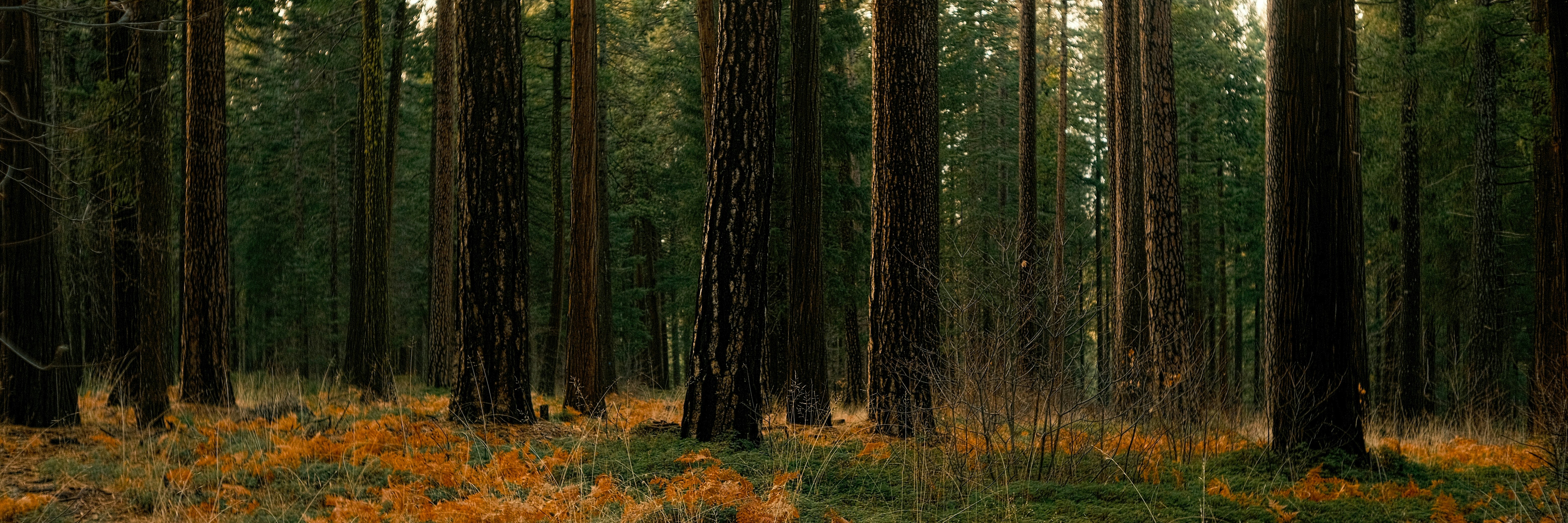 A forest filled with lots of tall trees