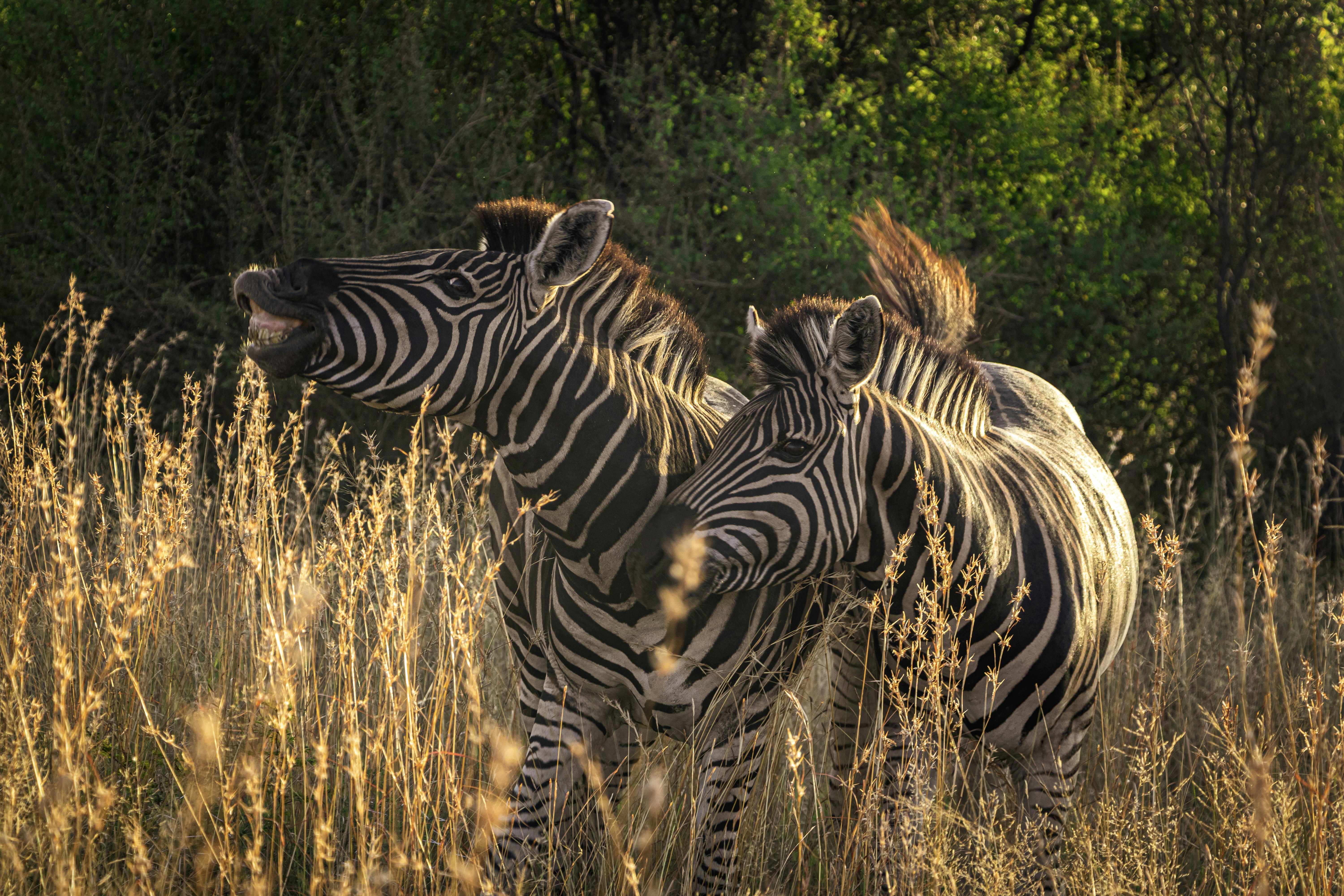 Photo by s_arshia_nzm