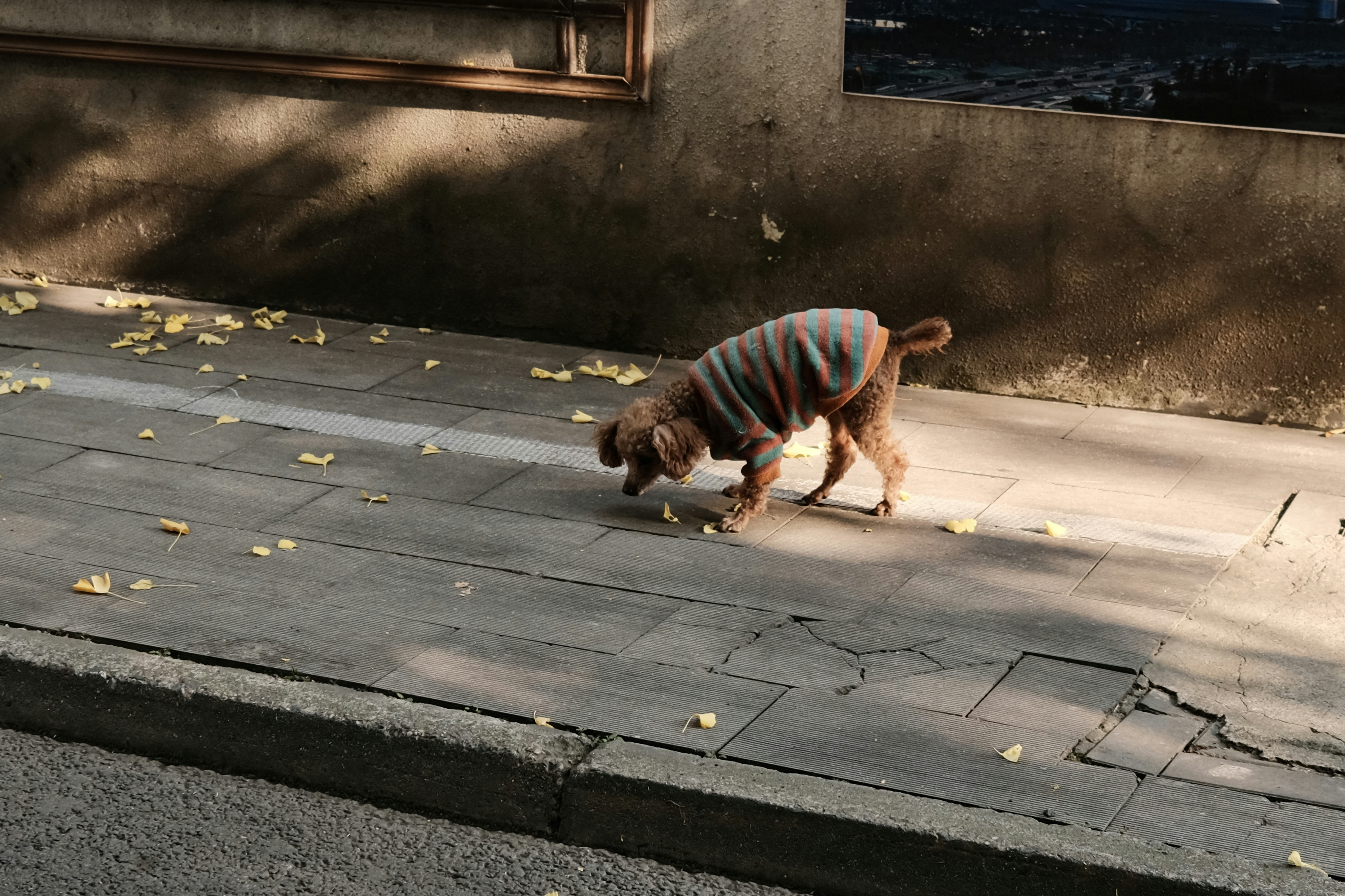 A dog wearing a sweater walking down the street