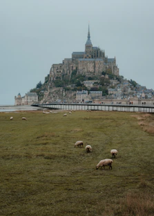 A herd of sheep grazing on a lush green field