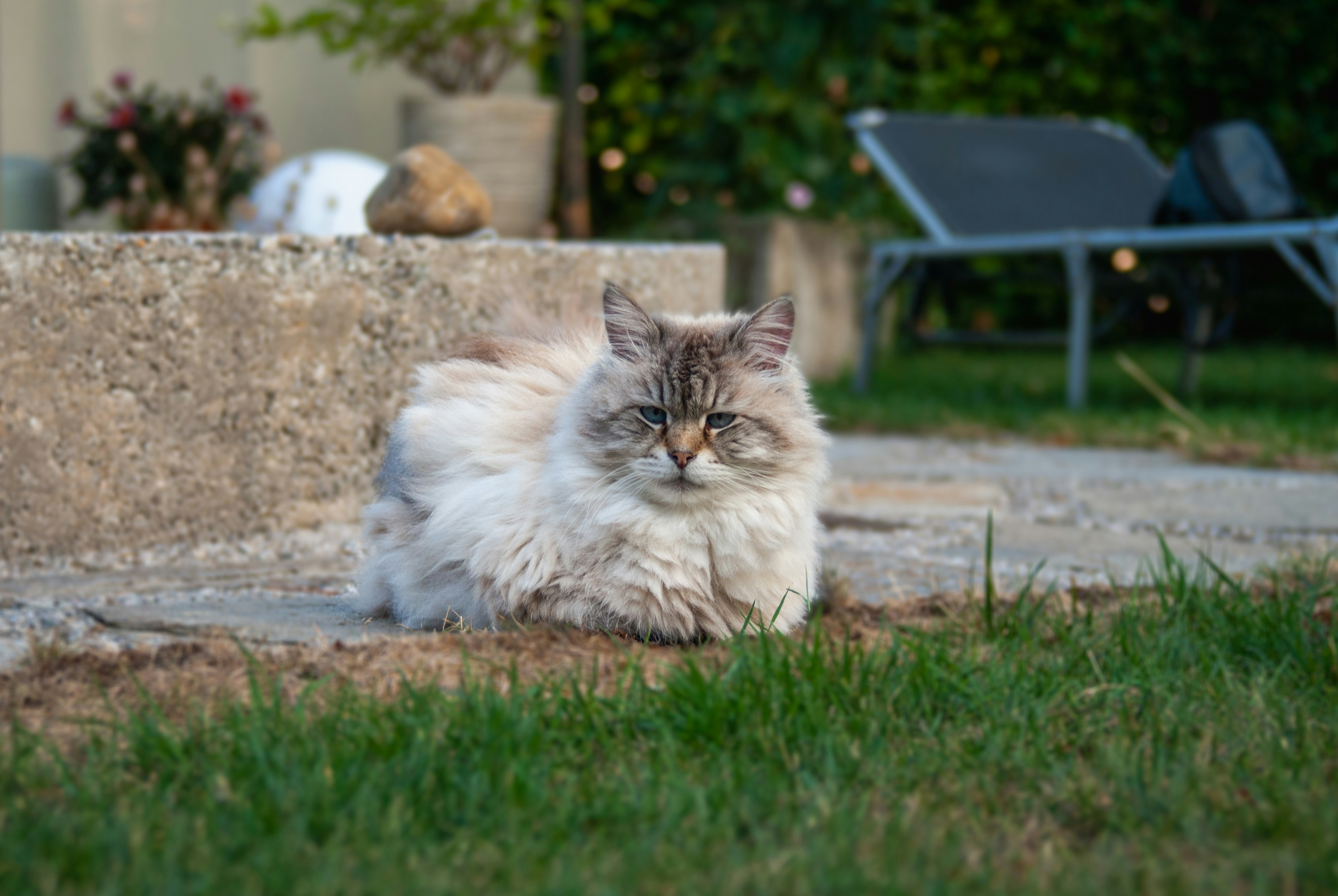 A fluffy cat laying on the ground in the grass
