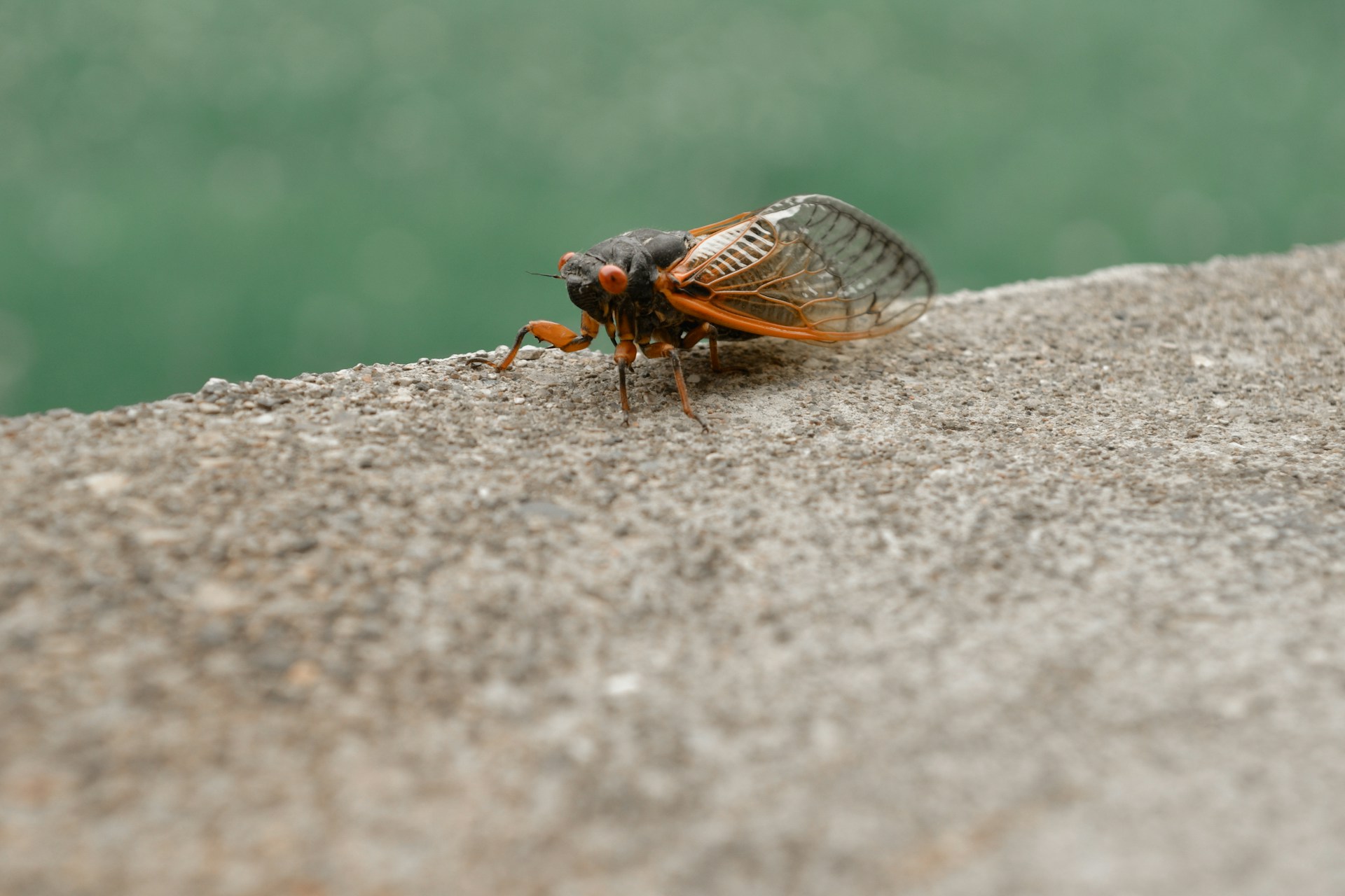 A close up of a bug on a wall