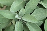 A close up of a green plant with leaves