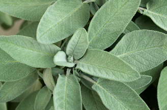 A close up of a green plant with leaves