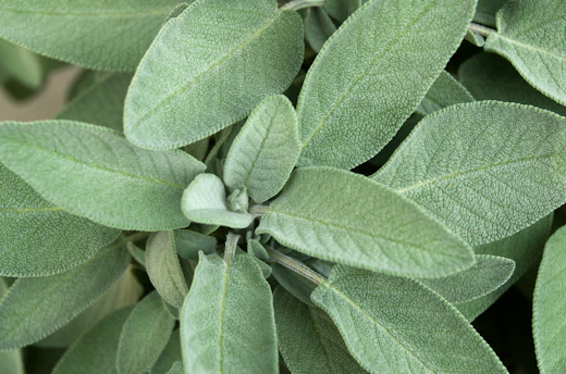 A close up of a green plant with leaves