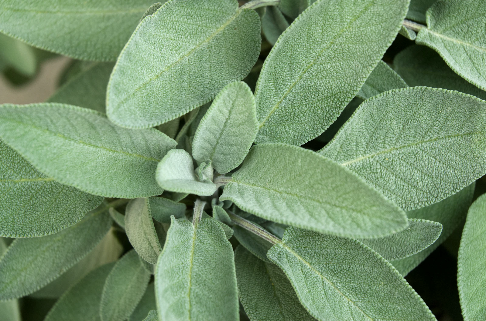 Salvia nell’orto