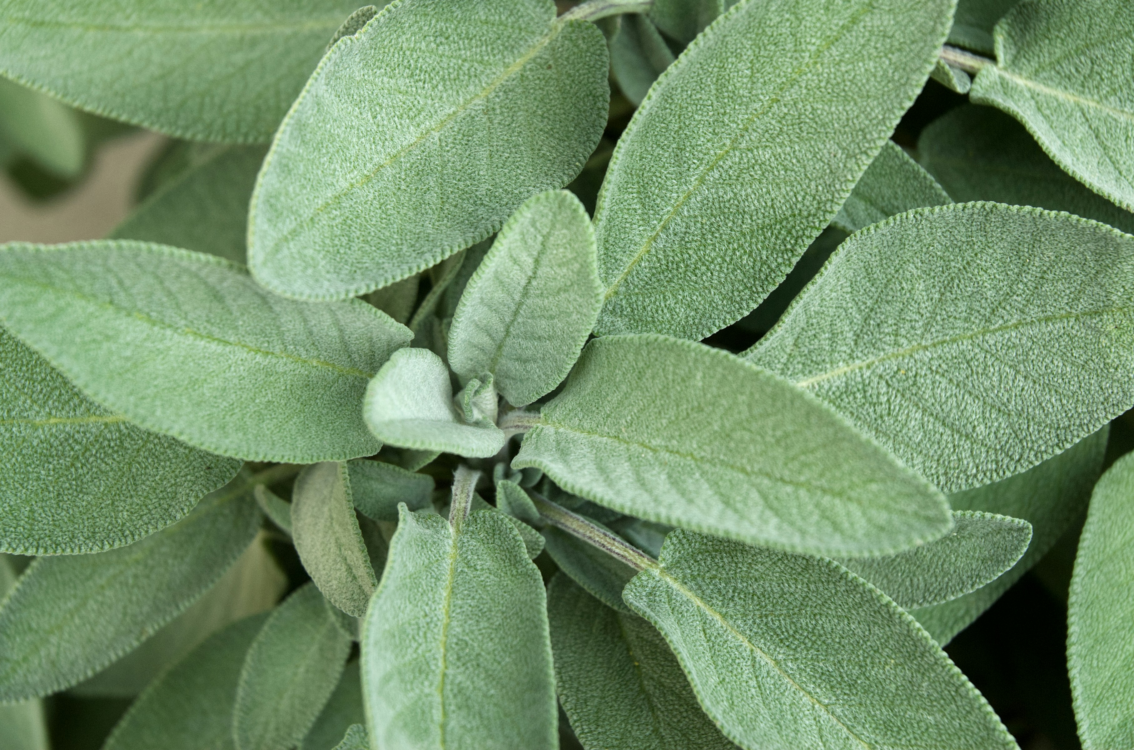 Garden sage herb plant