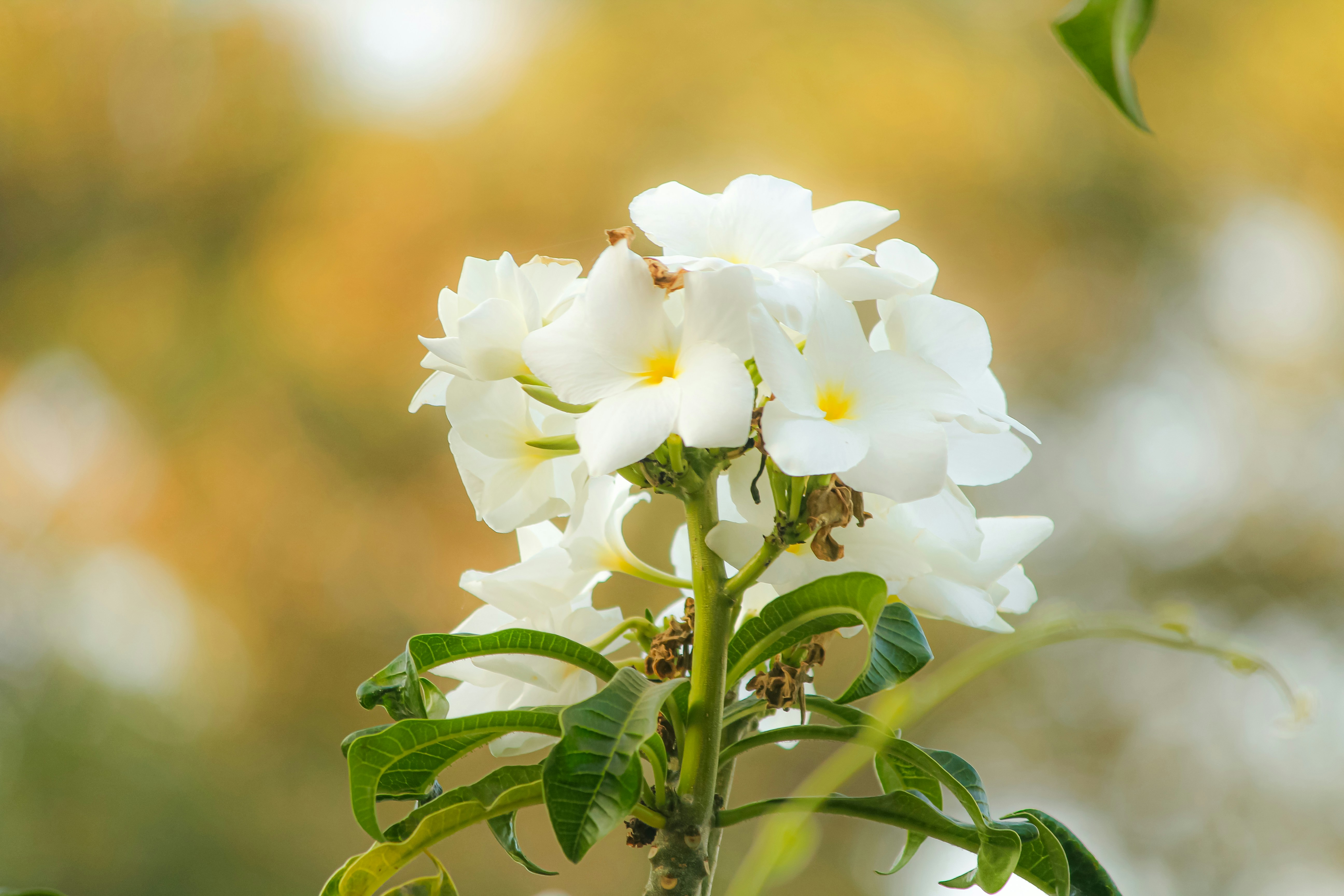 Photo by mayank_photography