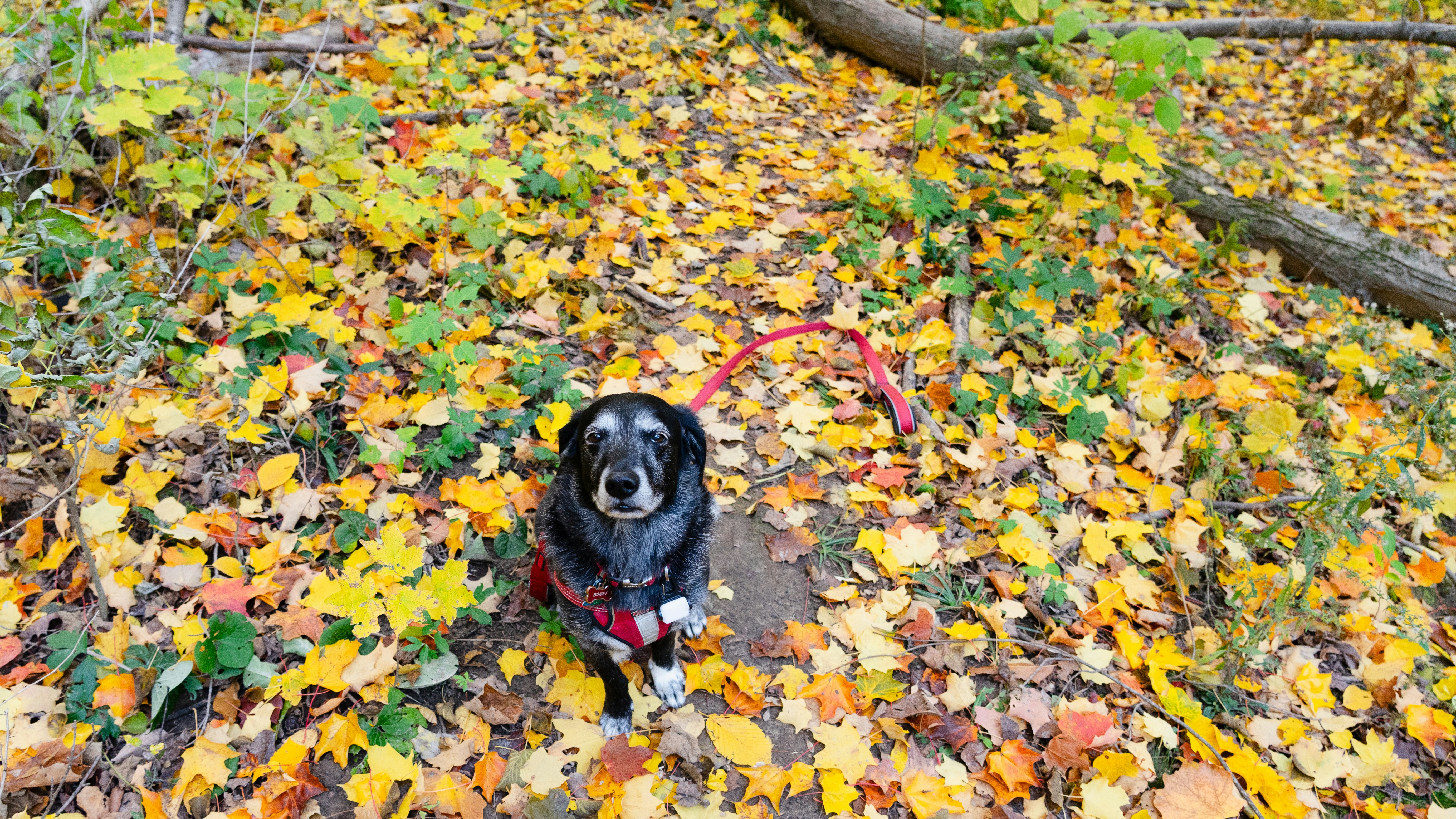 Photo by grandpacomp