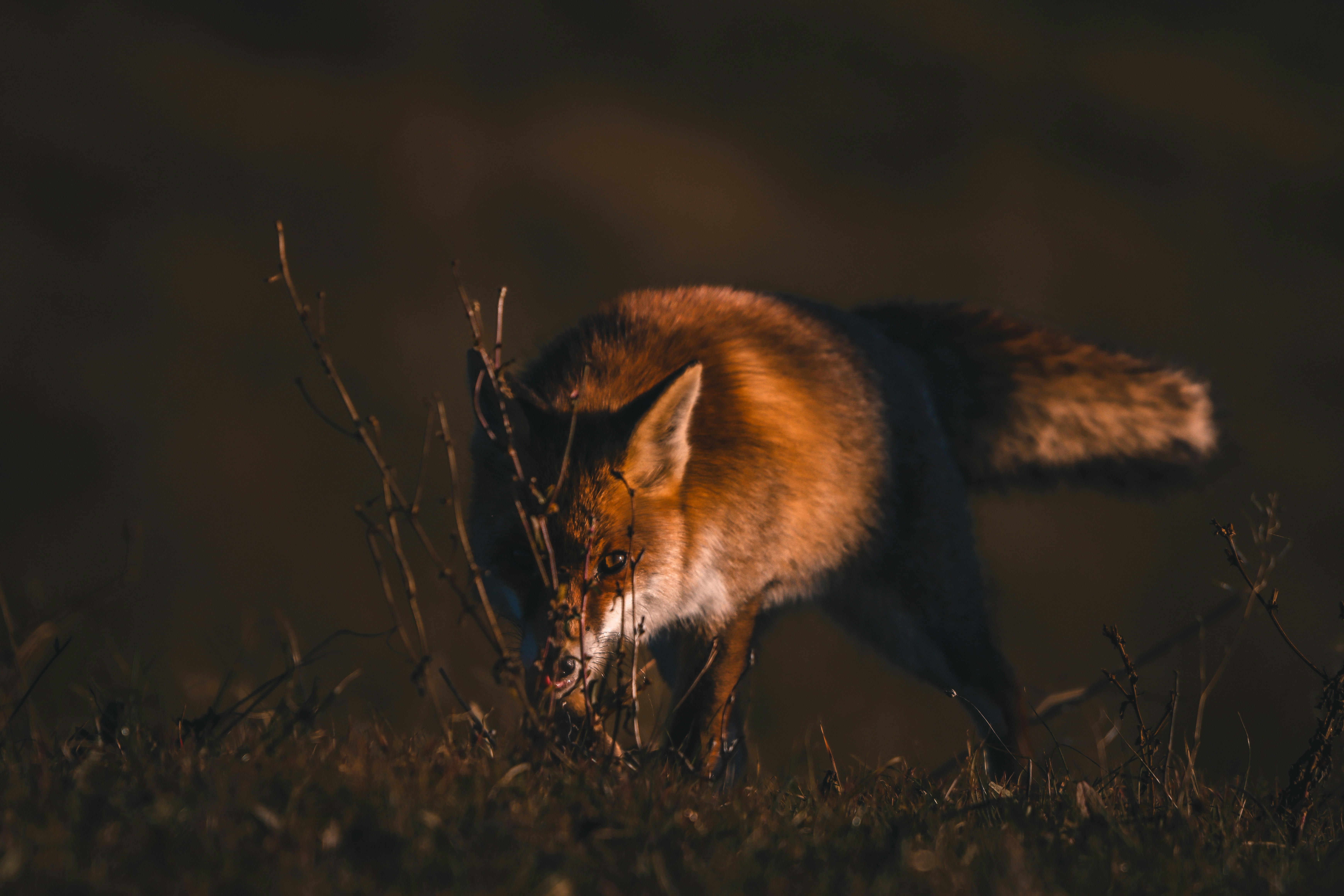 A red fox walking through a field at night
