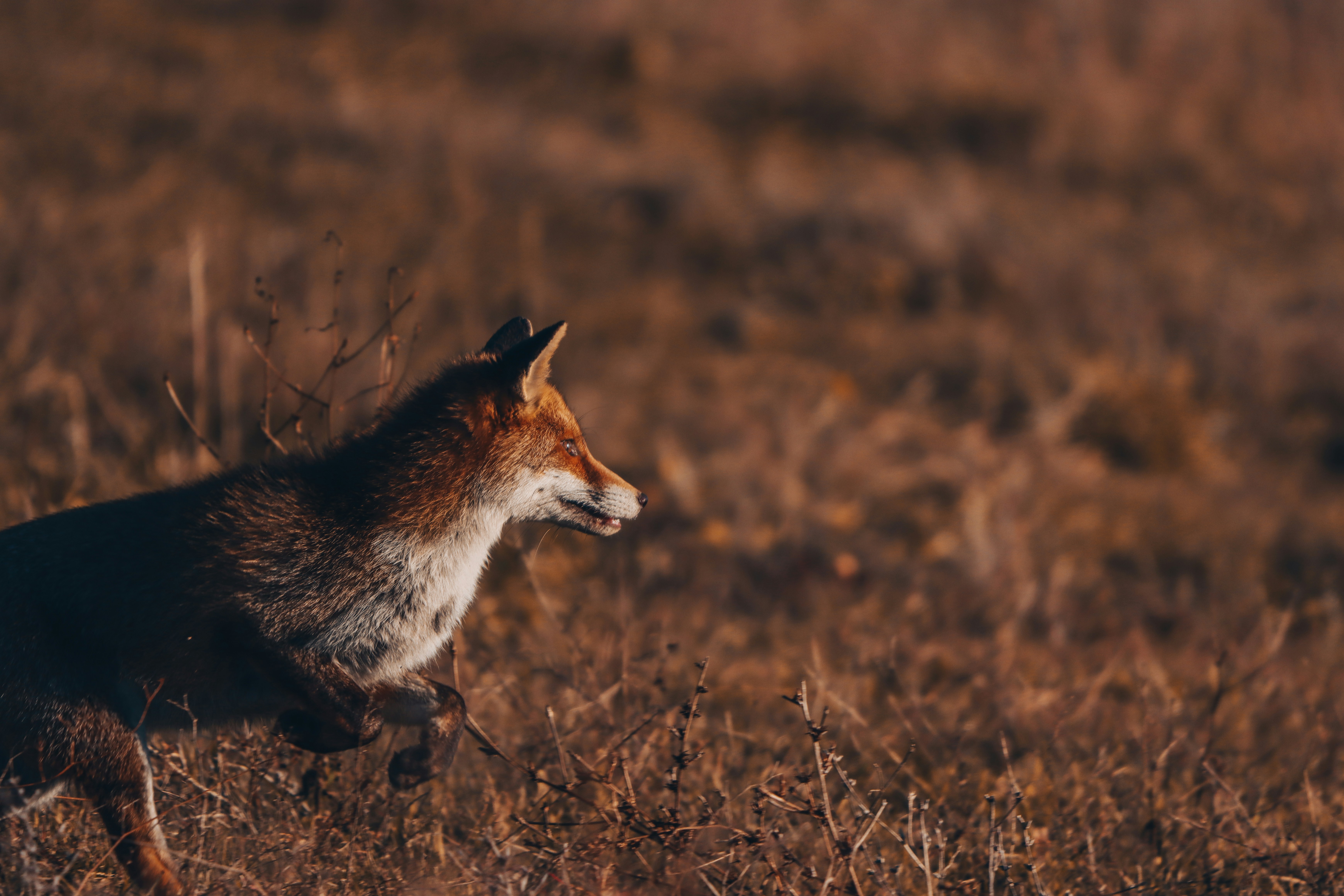 A fox running through a dry grass field