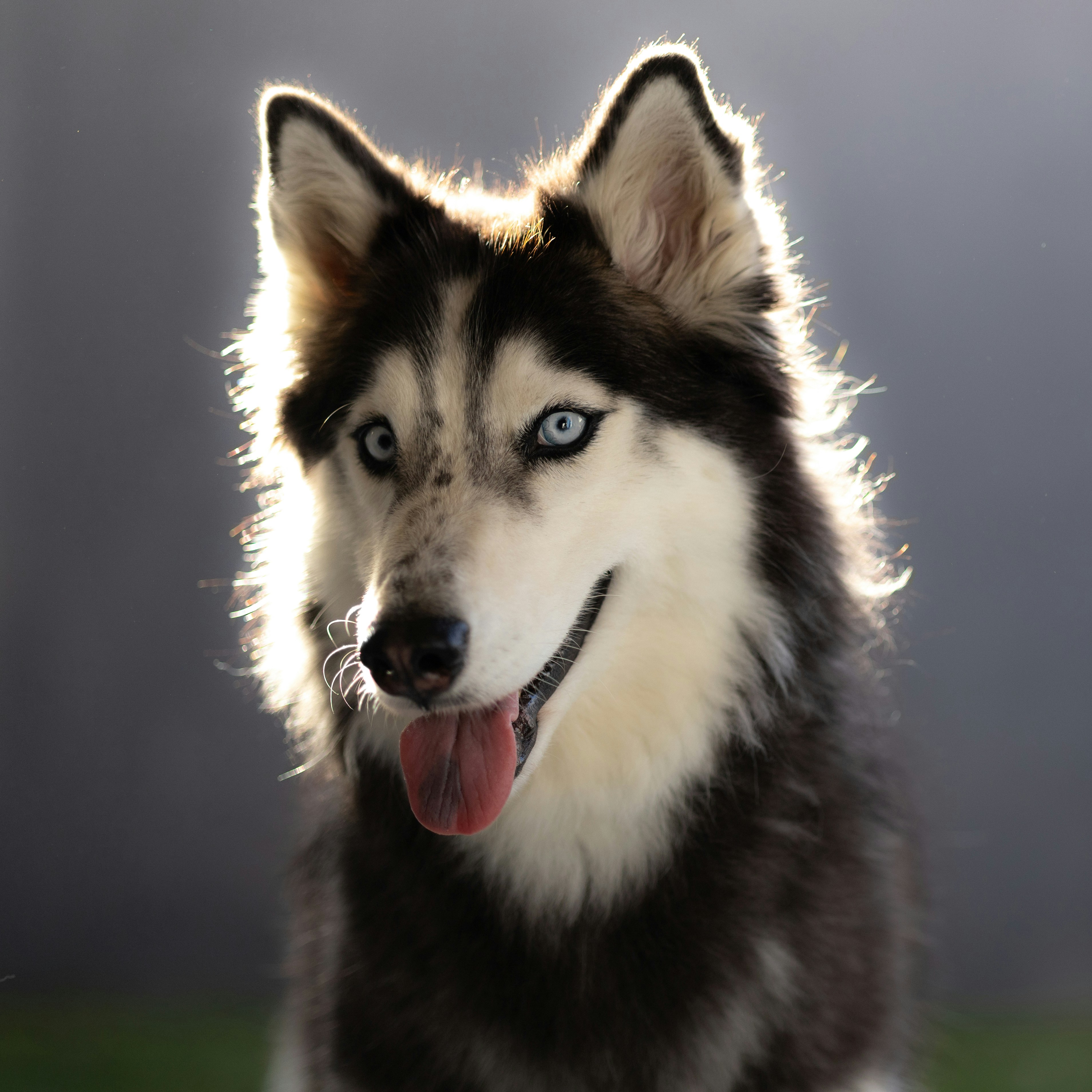 Un cane husky in bianco e nero con gli occhi azzurri foto – Immagine gratis  di Cane su Unsplash, image size:3000x3000