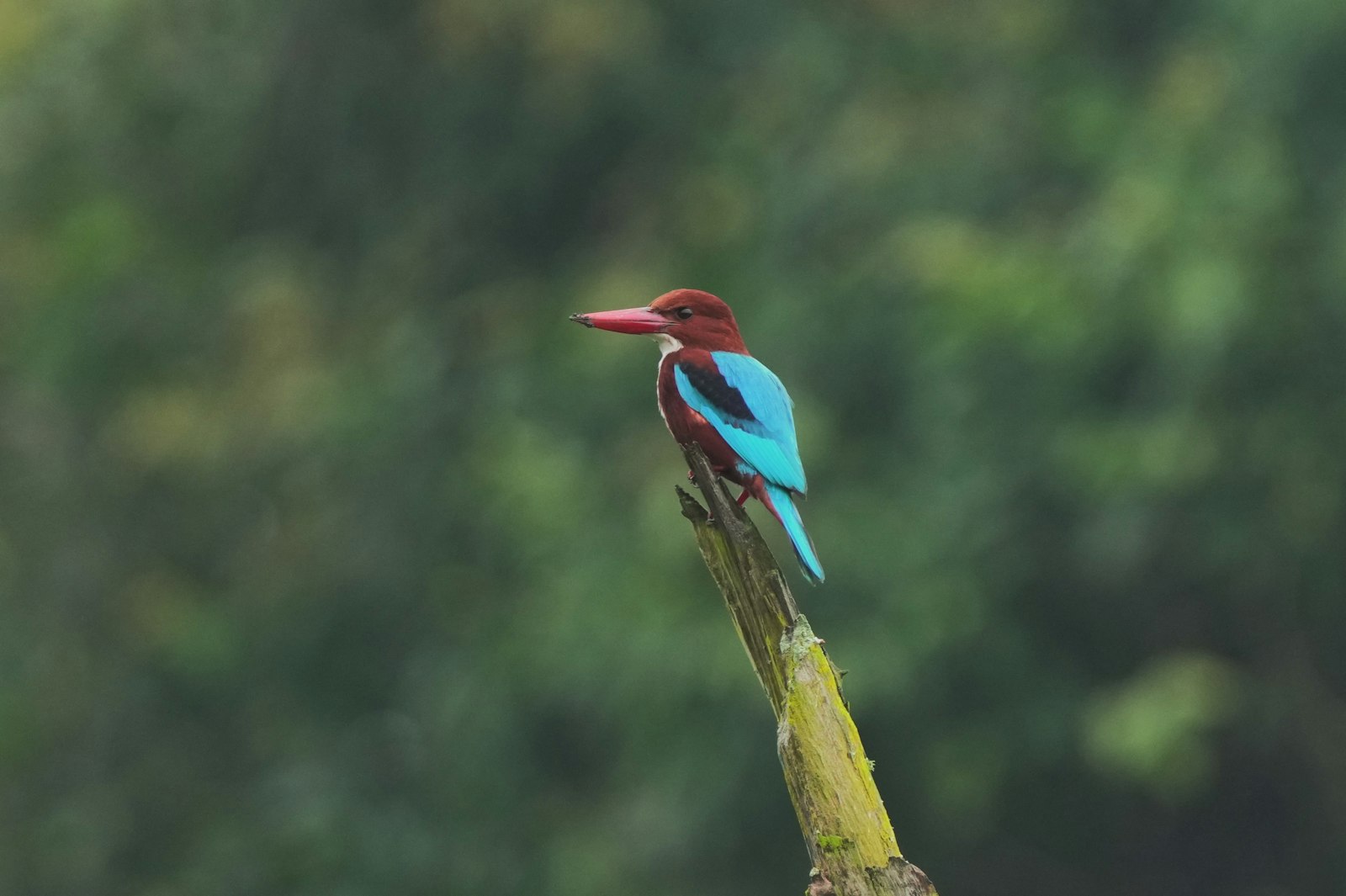Western Ghats Bird Photography Guide: Kerala Endemics and Rainforest Light — wildlife photography article cover