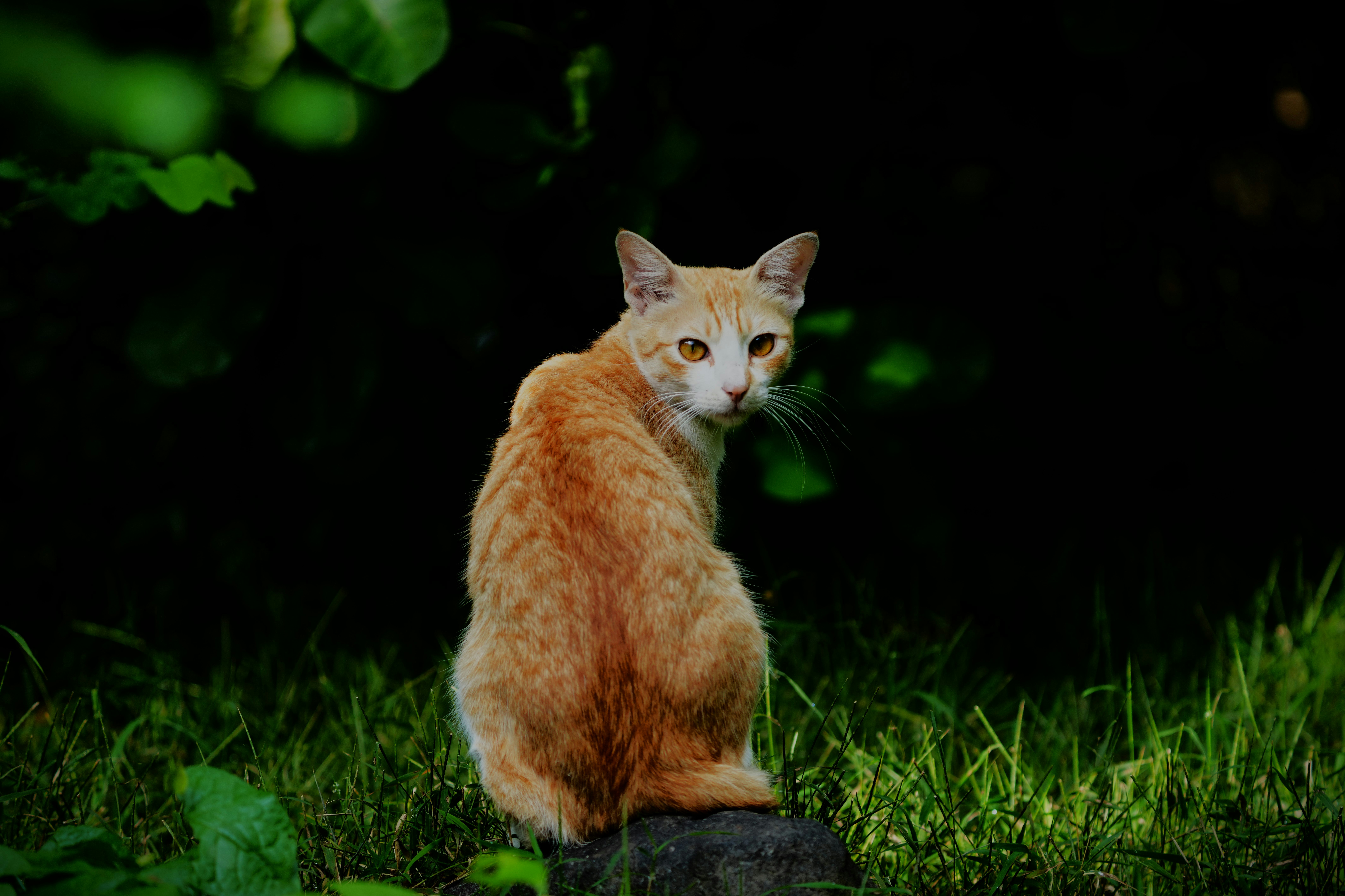 A cat sitting on top of a rock in the grass