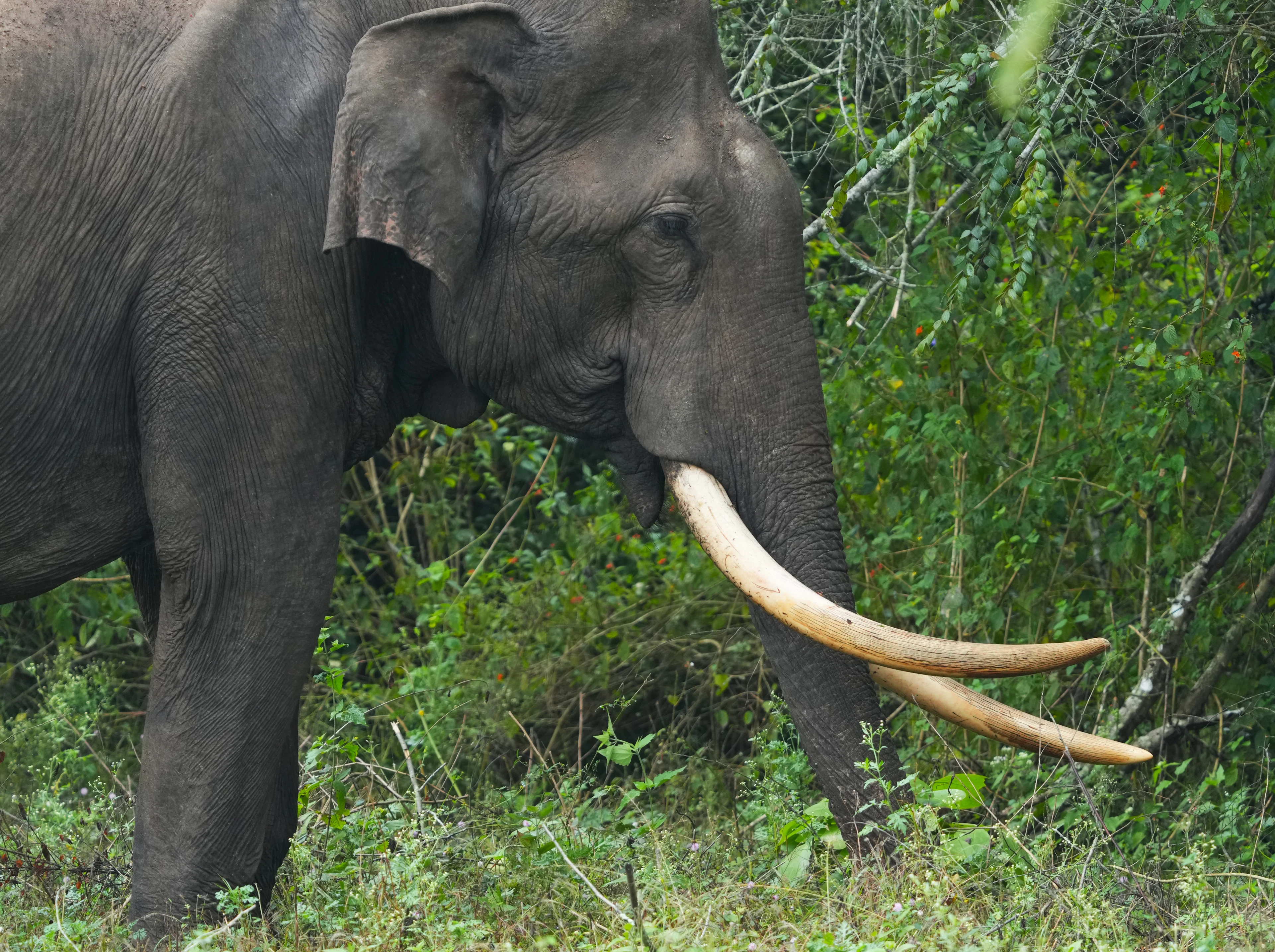 A tusked Asian elephant standing in tall grass