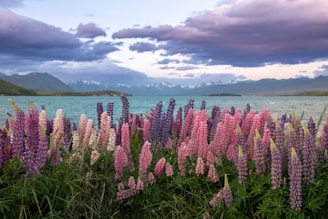 A field of flowers next to a body of water