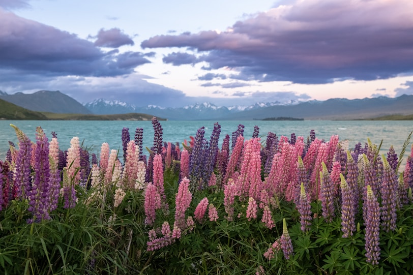 A field of flowers next to a body of water
