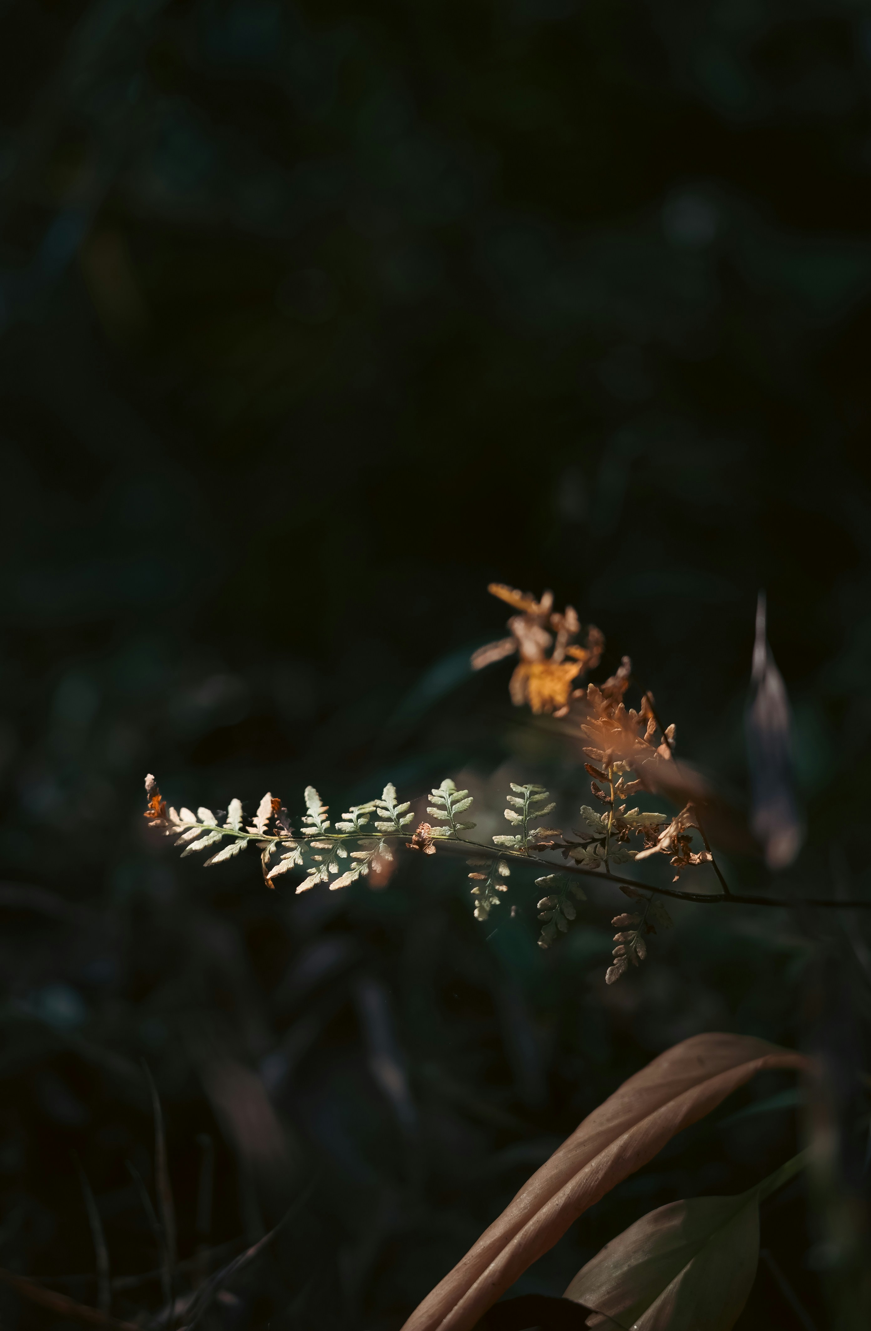 A blurry photo of a plant in a field