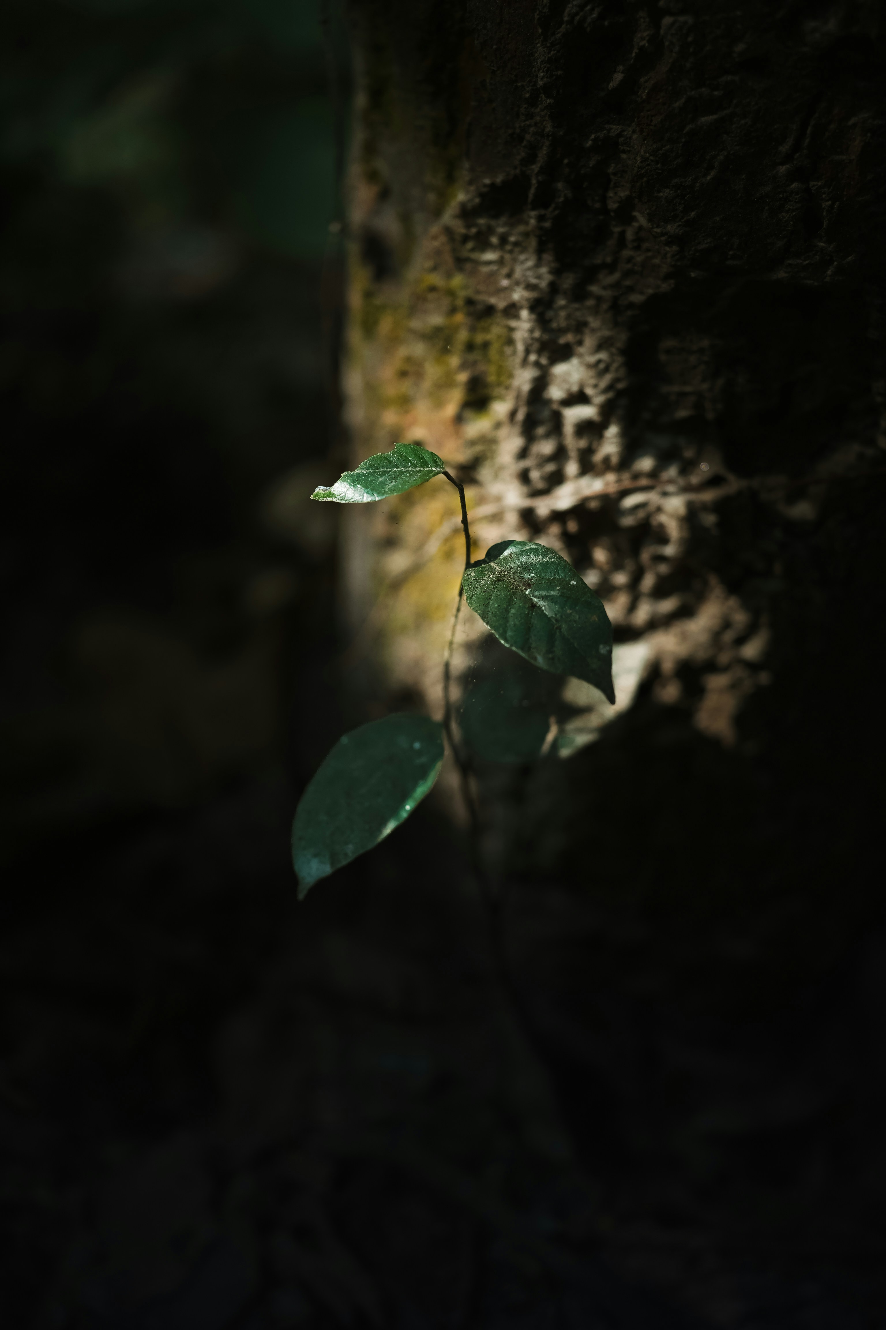 Photo by mohammad_samir