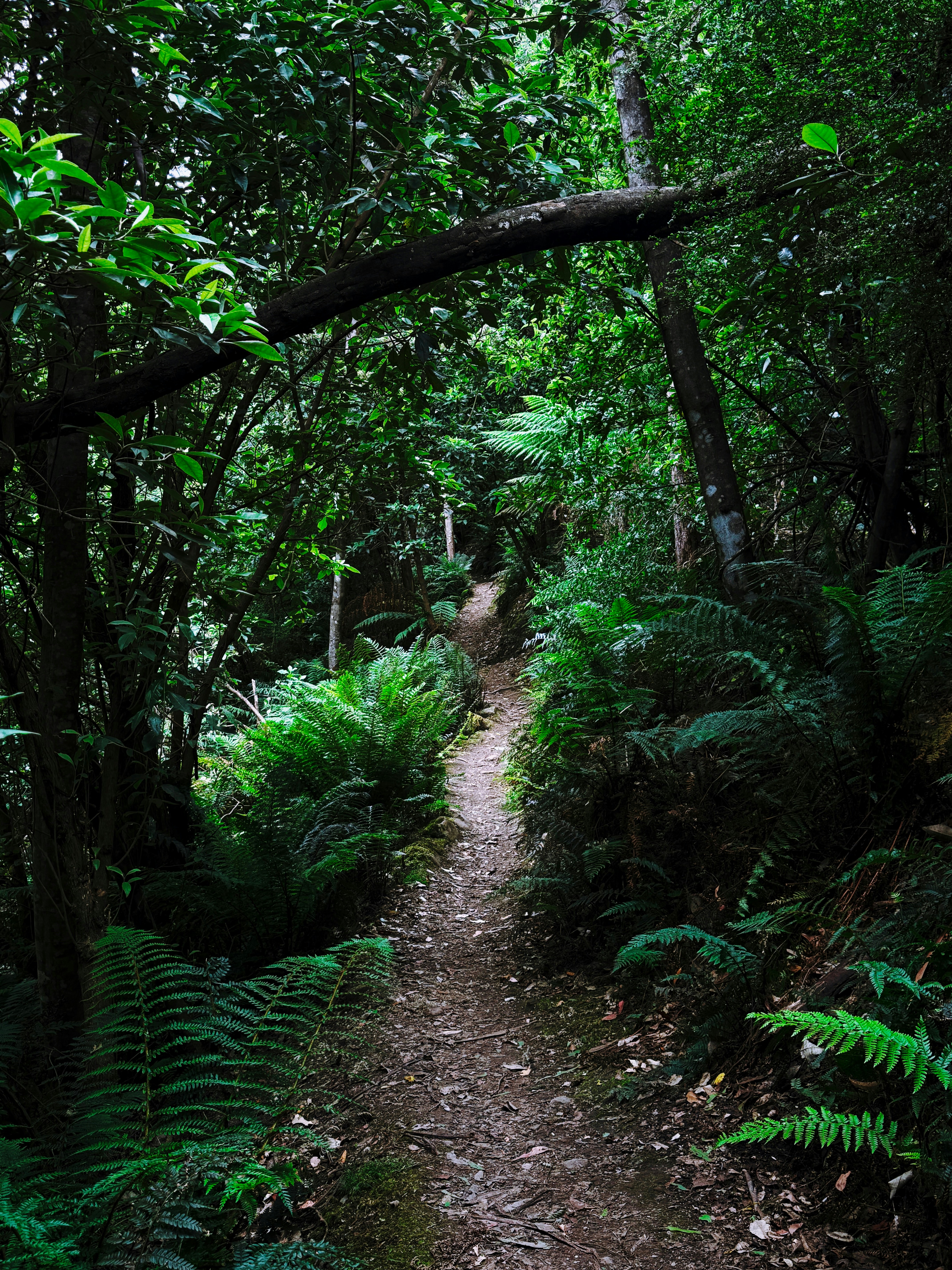 A path in the middle of a lush green forest