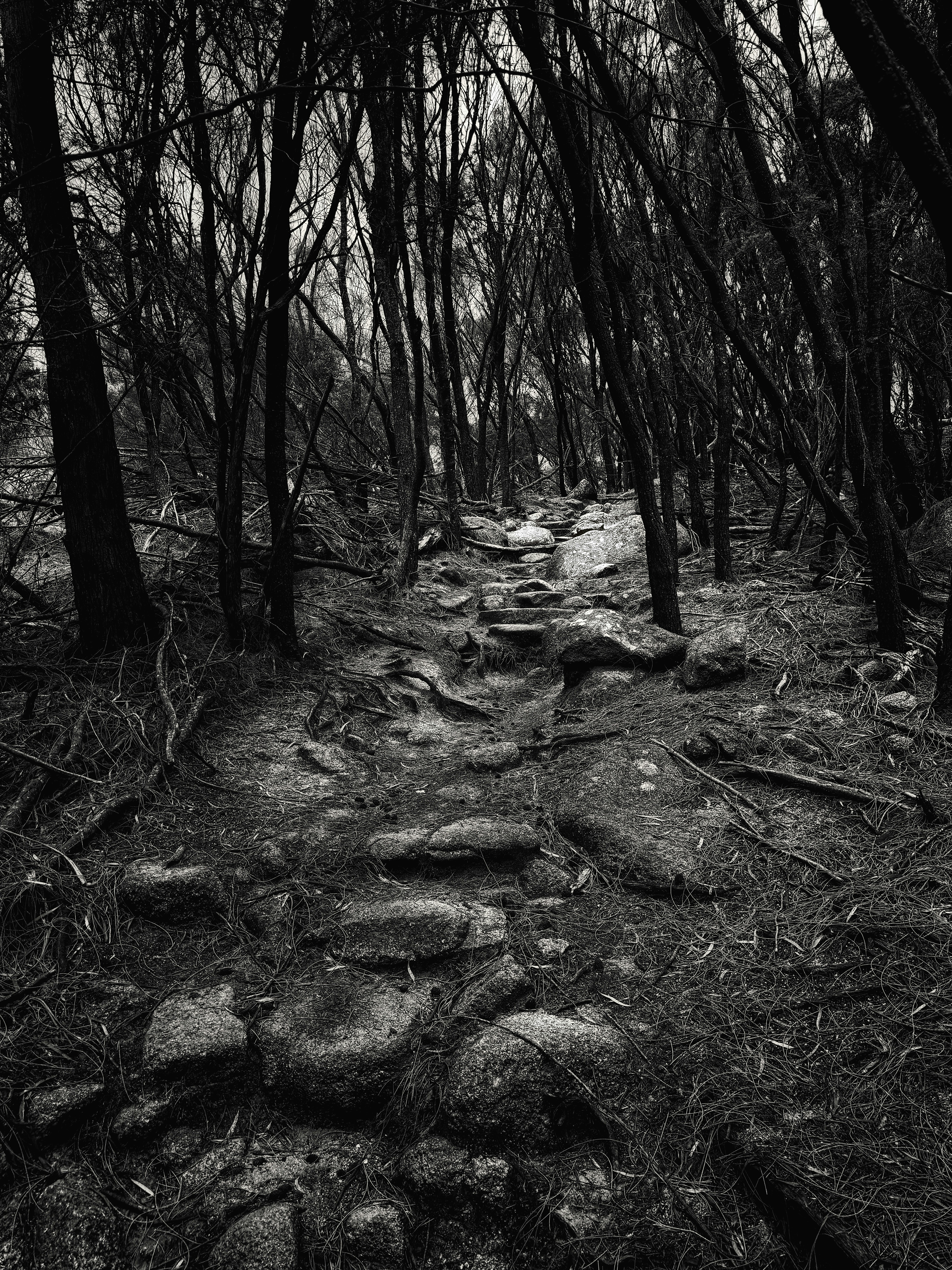 A black and white photo of a path in the woods