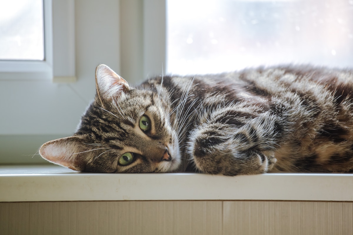 Je suis un chat d'interieur