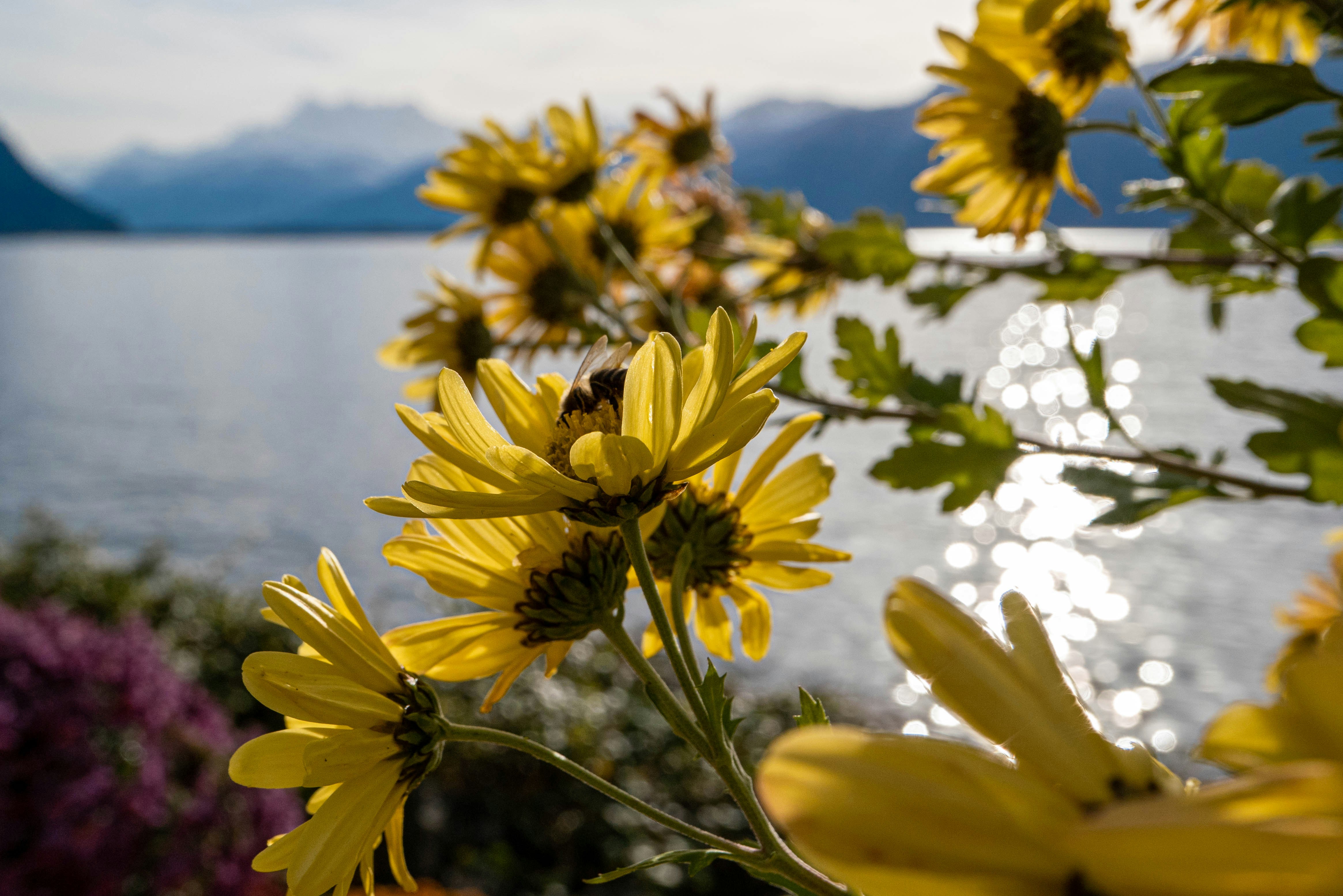 A bunch of yellow flowers near a body of water