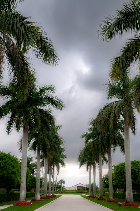 Palm tree lined street in a Florida residential community