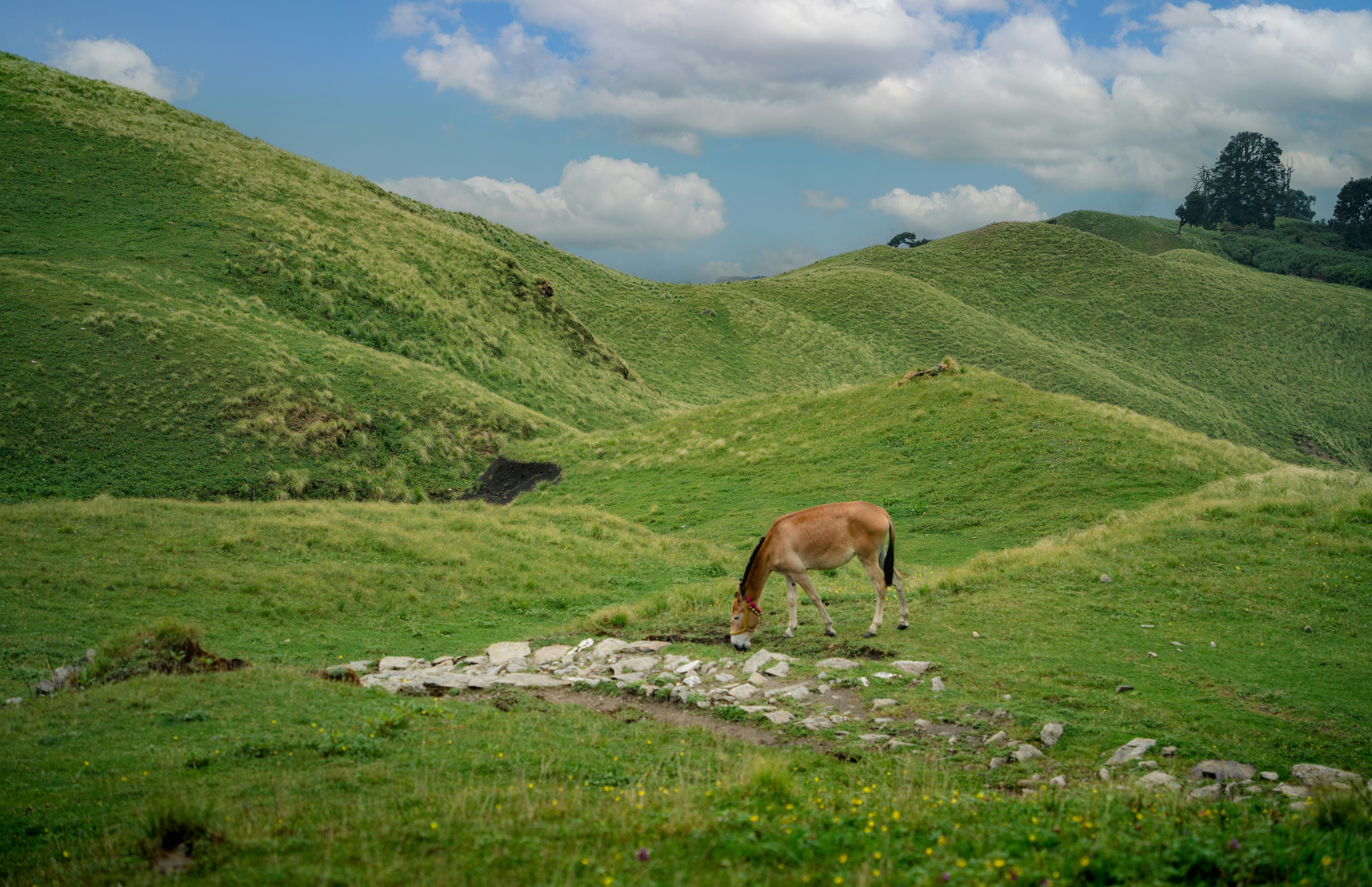 A horse grazing in a grassy field with mountains in the background