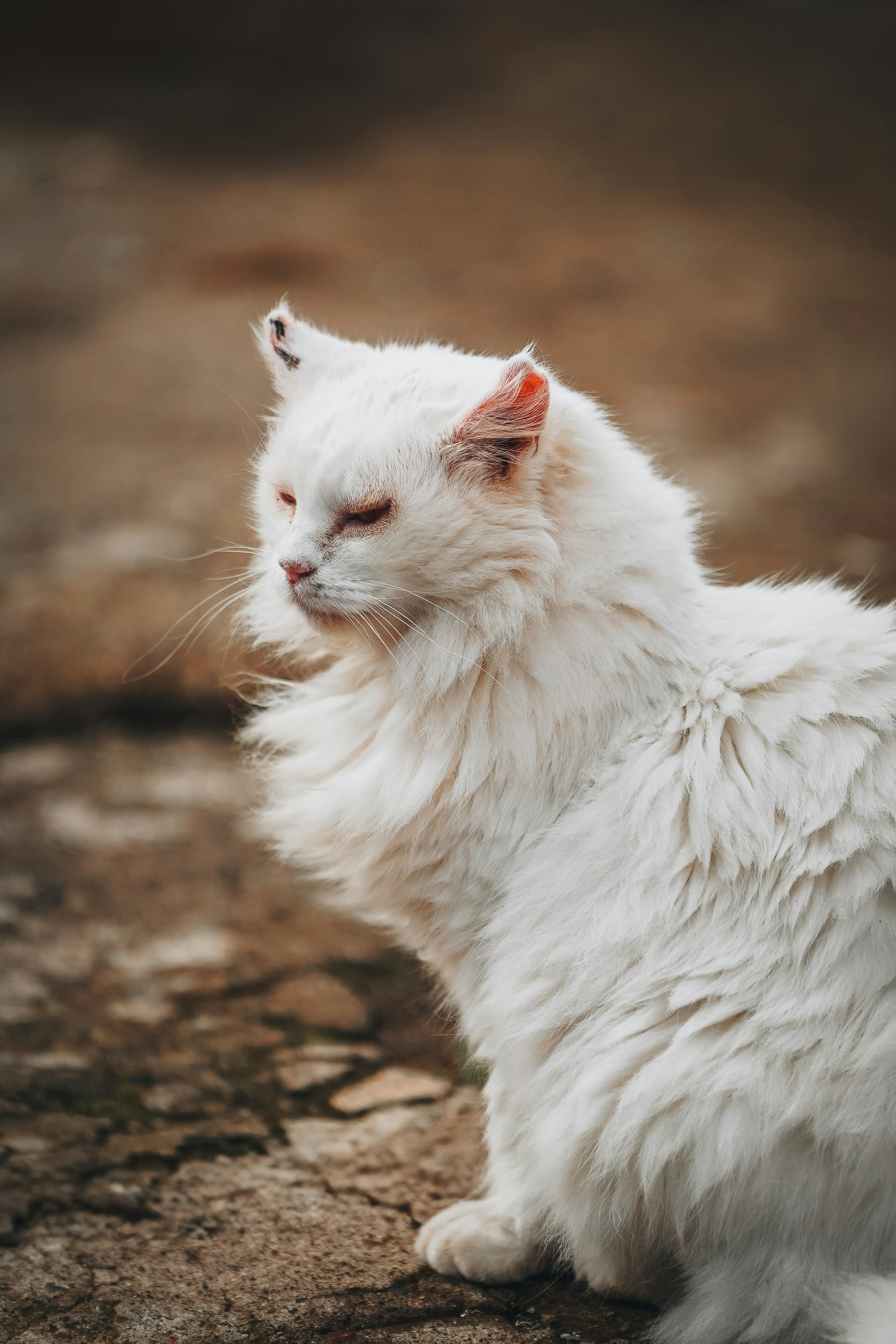Moments When Cats Break Their Own Rules (image credits: unsplash)