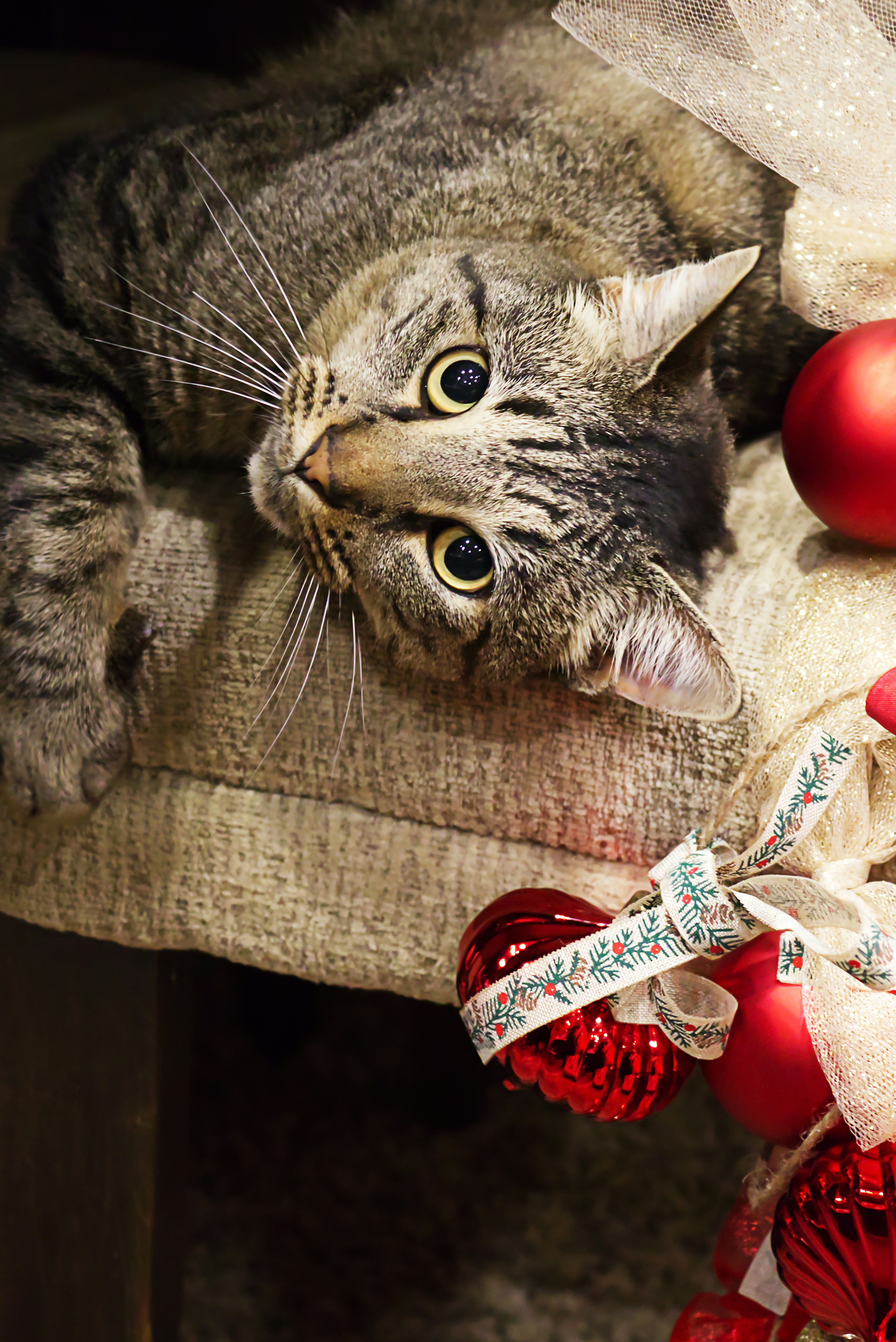 christmas decorations pets