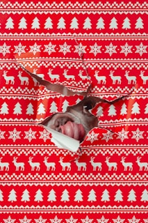 Dog peeking through wrapping paper