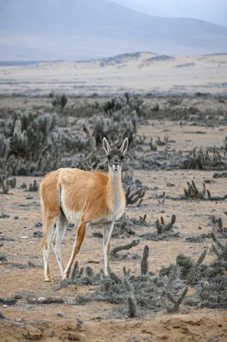 A small antelope standing in the middle of a desert