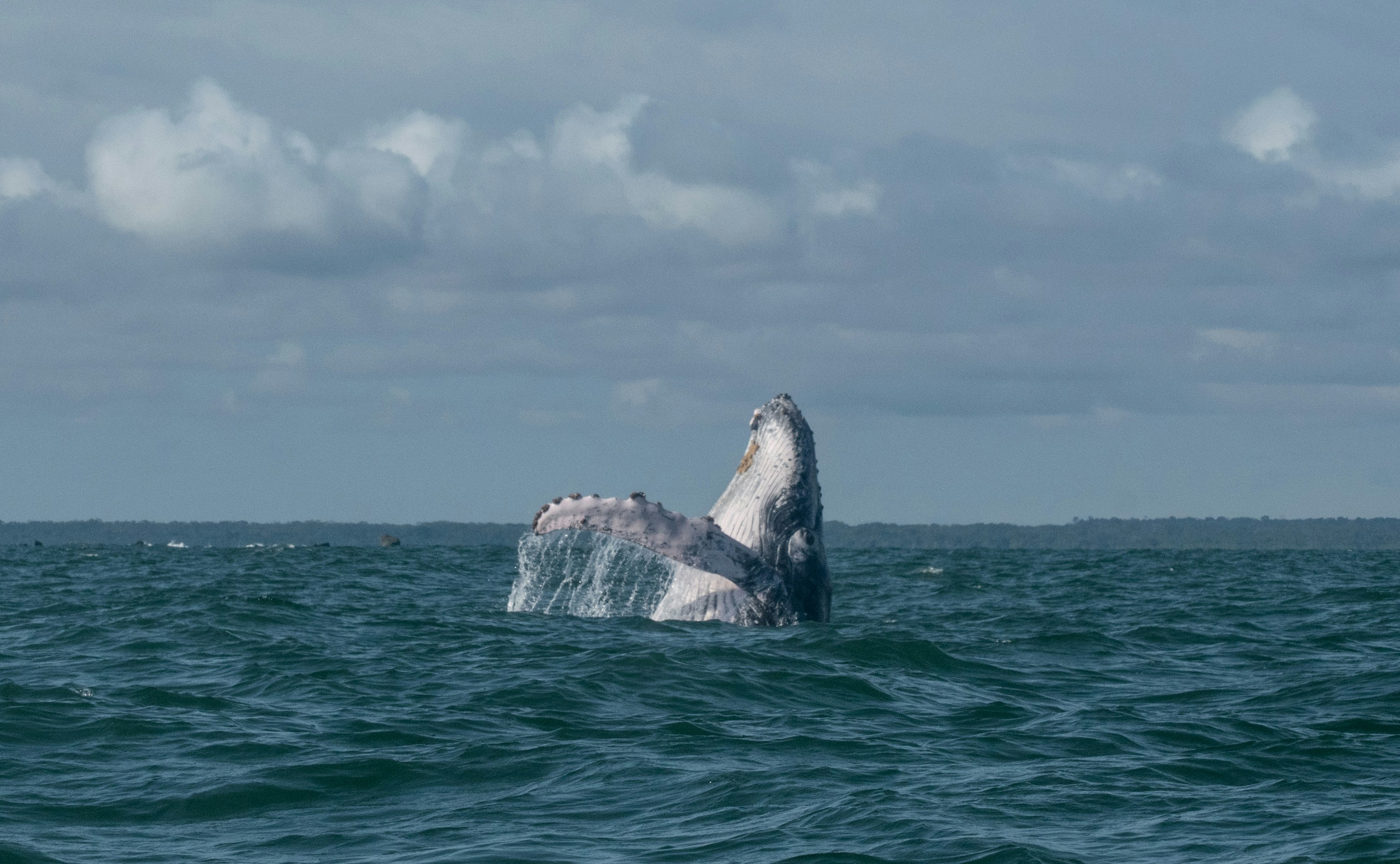 Avistamiento de ballenas pacífico colombiano