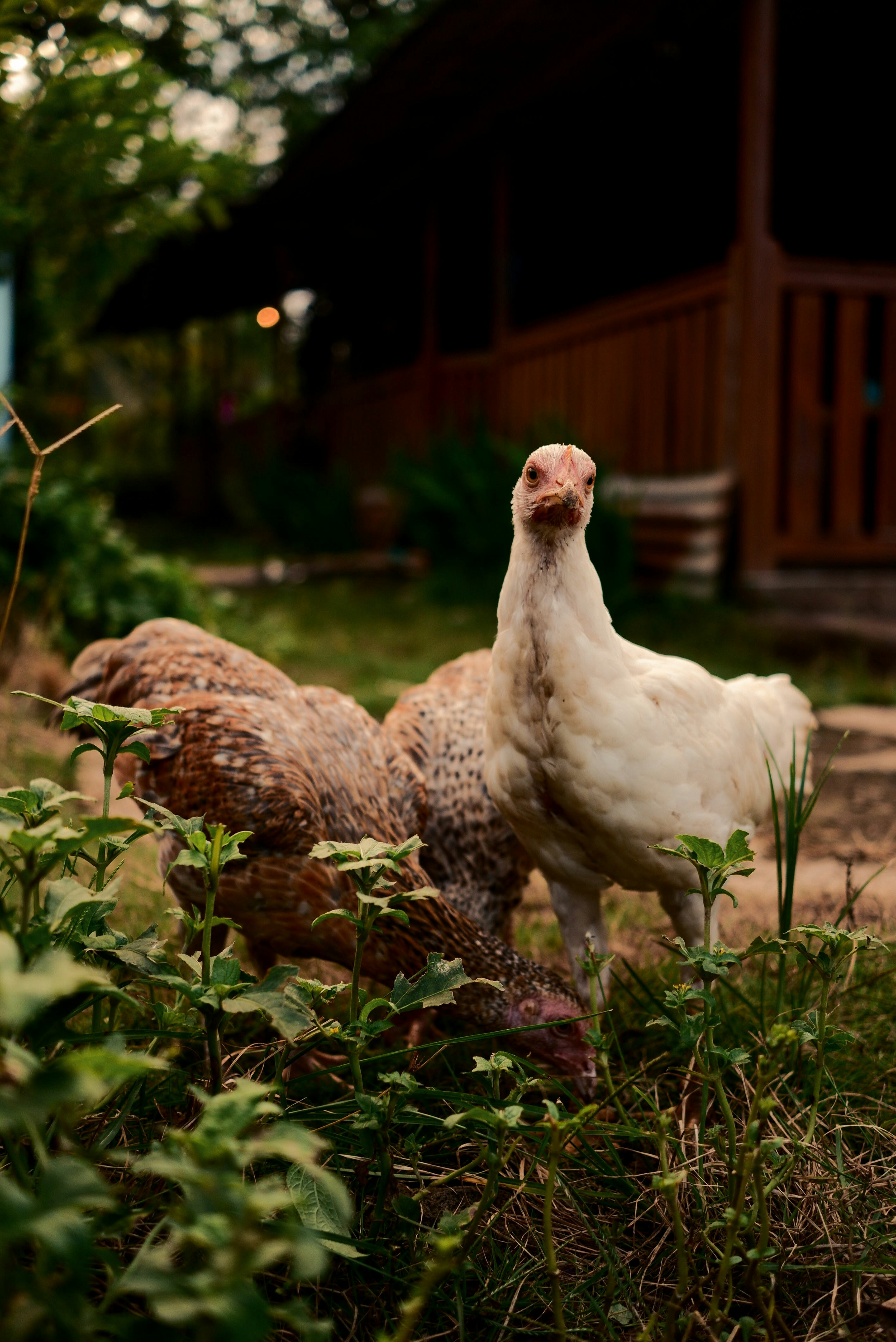A couple of chickens standing on top of a lush green field