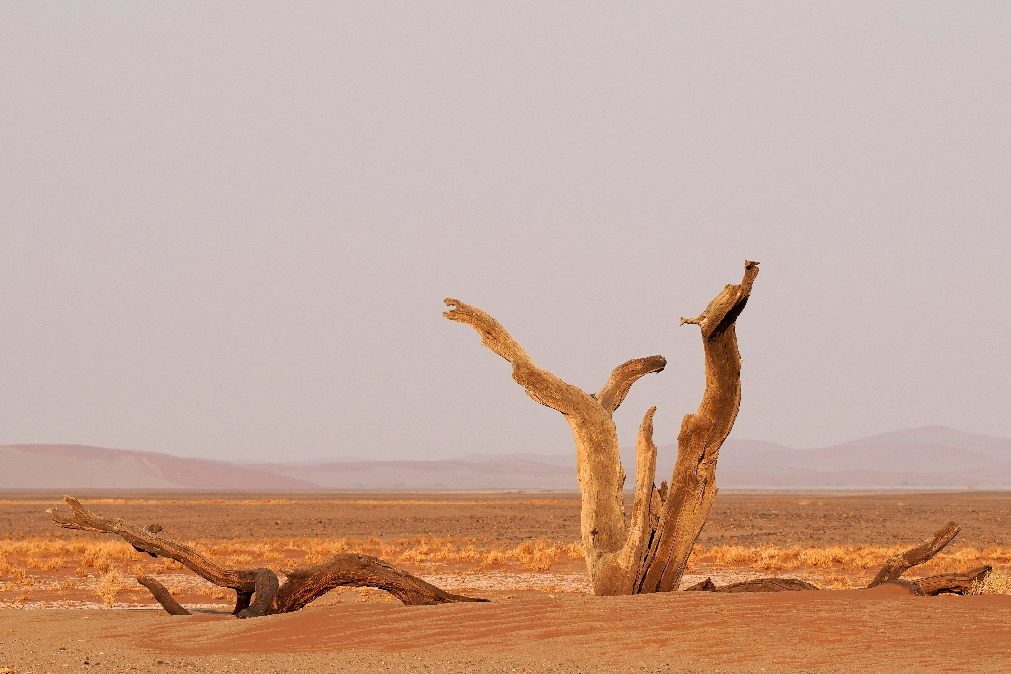 A giraffe standing in the middle of a desert