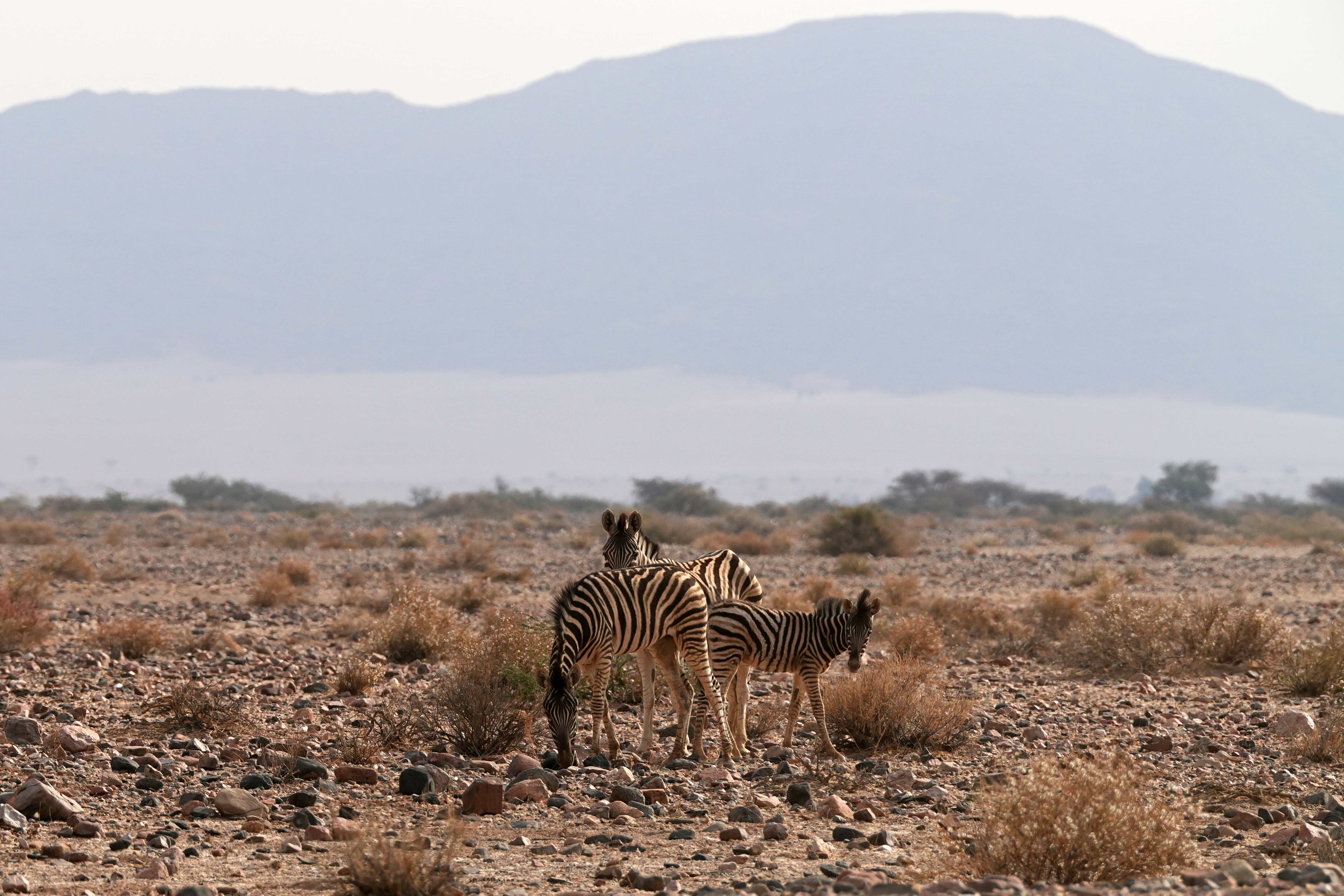 Mountain zebra standing on rocky desert hillside with panoramic Namibian landscape behind