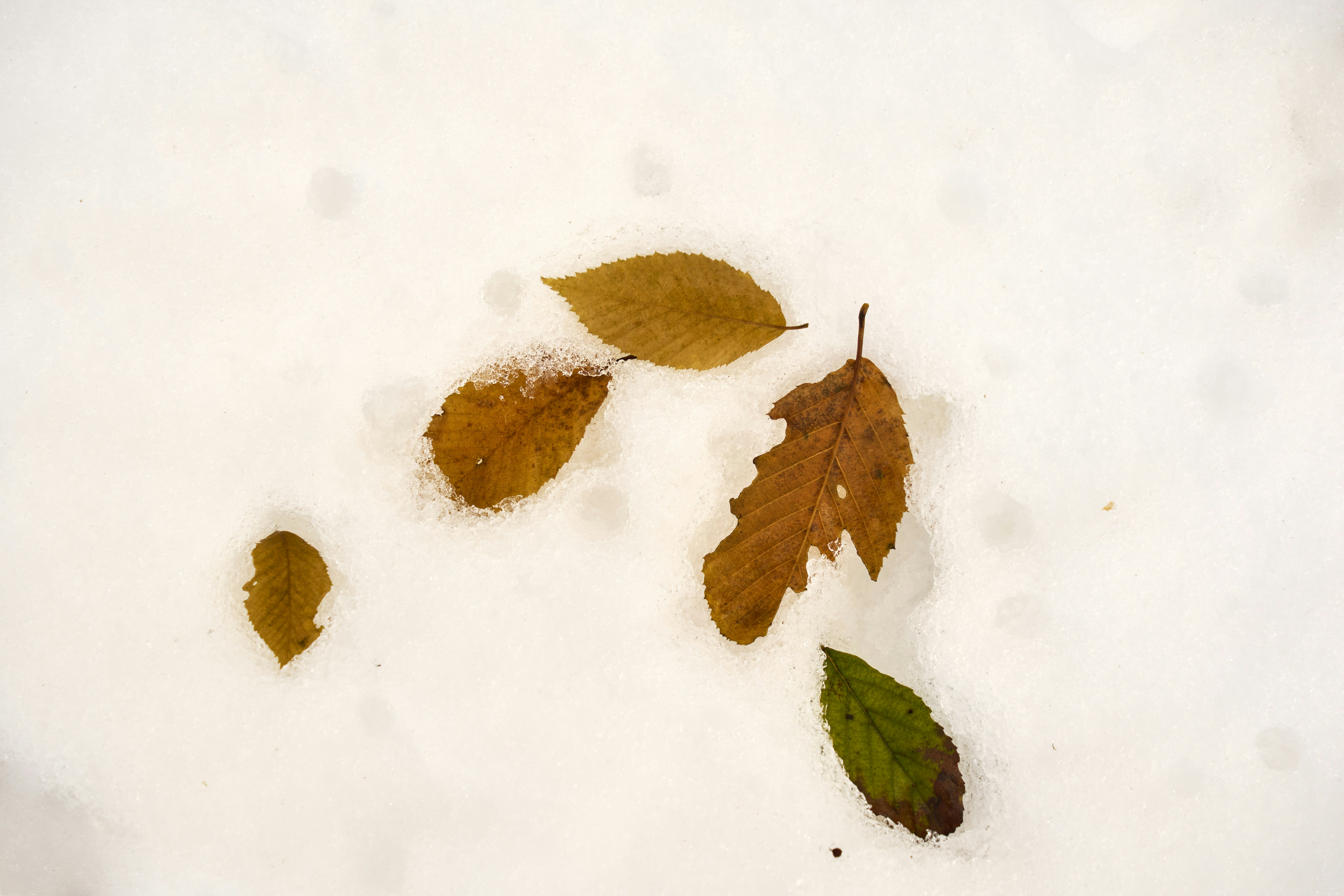 Photo by wolfgang_hasselmann