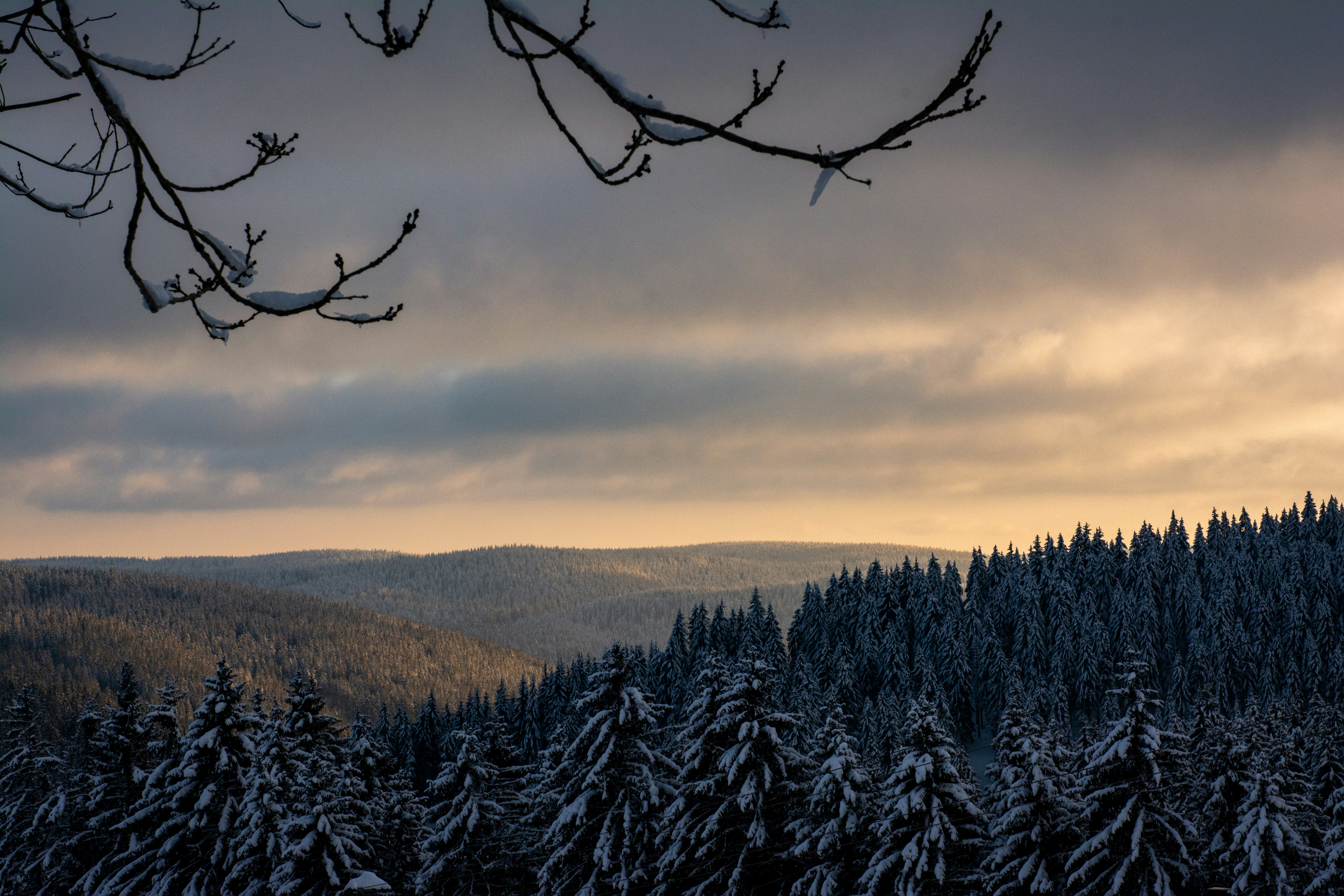 A serene winter landscape where snow-dusted evergreen trees stand tall under a dramatic sky at sunset. Soft golden light washes over distant hills, creating a tranquil contrast to the darkening forest below.