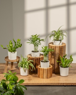 A group of potted plants sitting on top of a wooden table