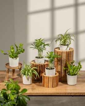 A group of potted plants sitting on top of a wooden table