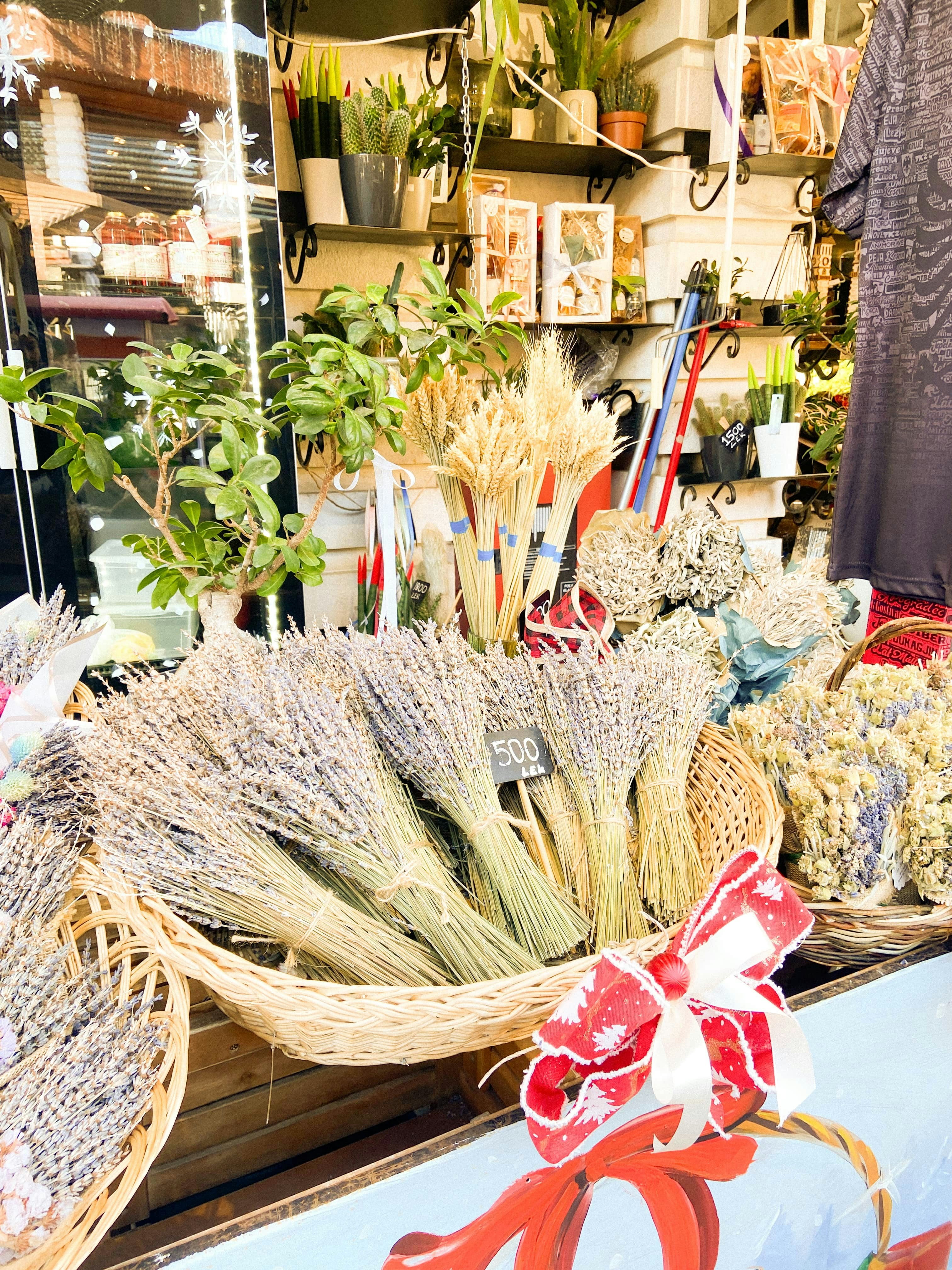 A display in a store filled with lots of plants